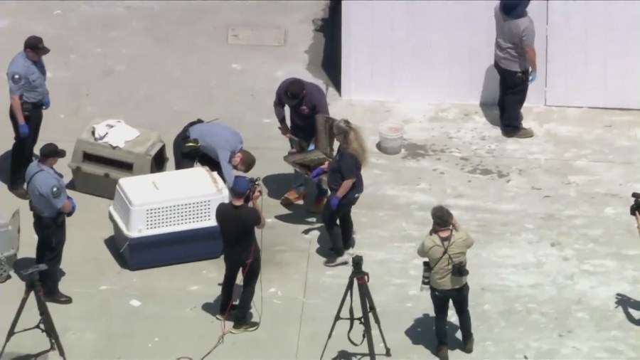 Wildlife resuce workers transporting a sick pelican from Newport Beach to the Wetlands and Wildlife Care Center of Orange County on May 7, 2024. (KTLA)