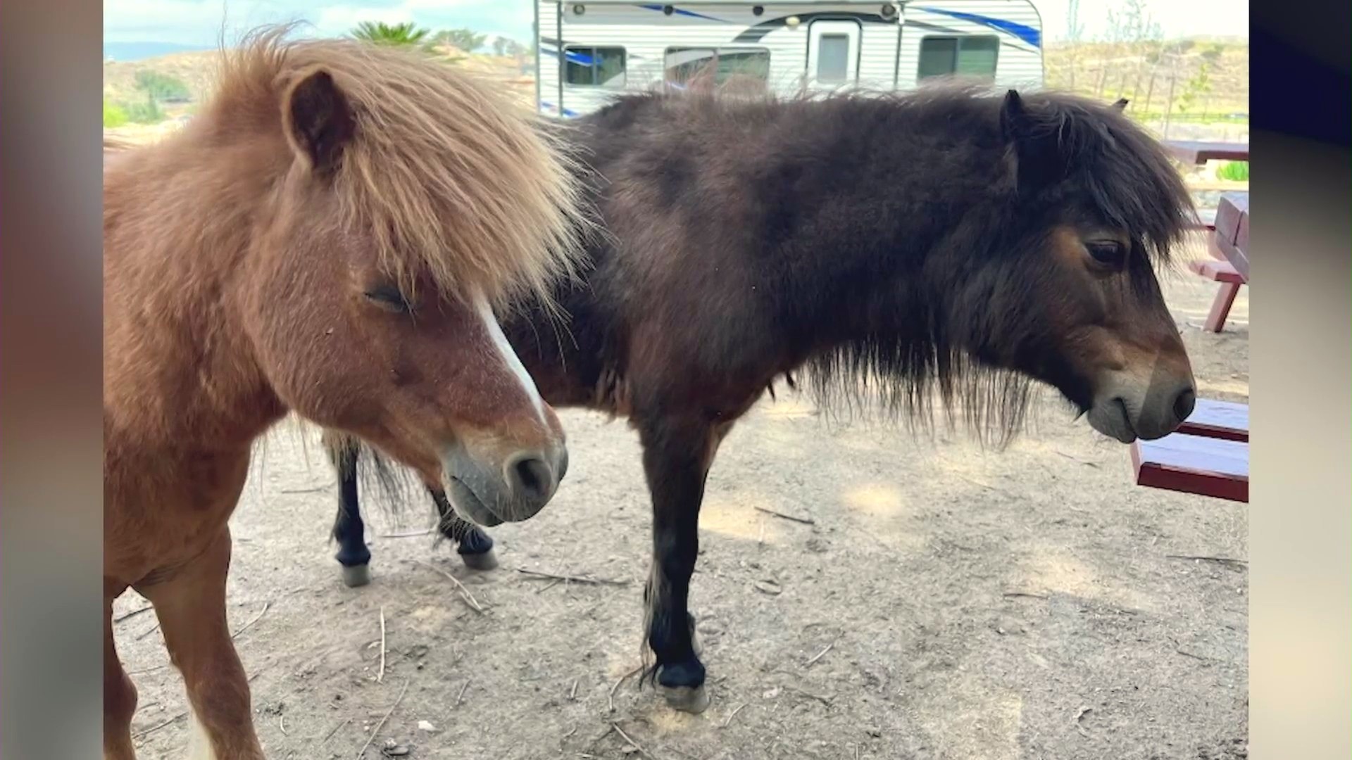 Miniature ponies Trigger and Brownie seen at their Reche County home in a family photo. (Ibarra Family)