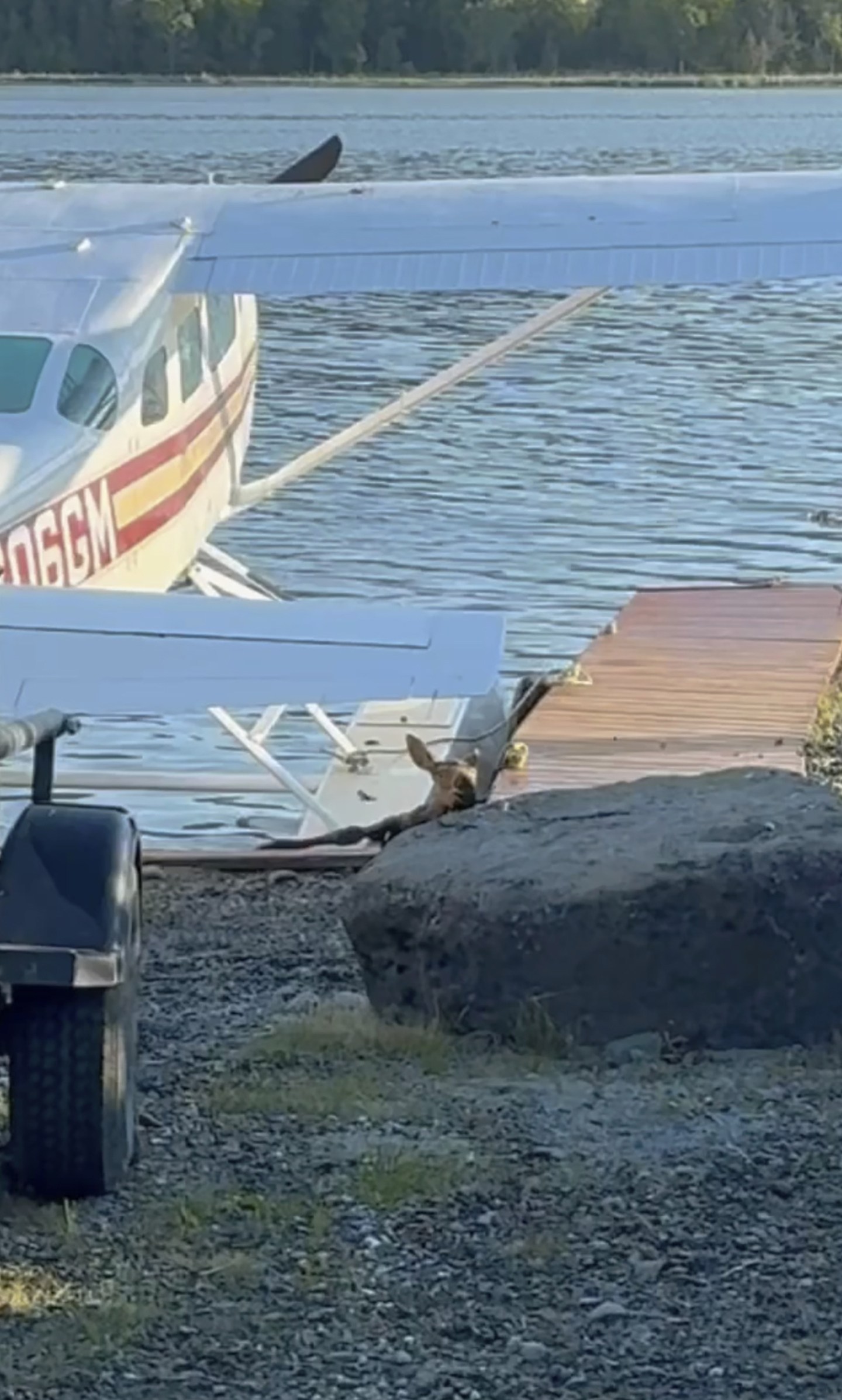 In this image taken from video provided by Spencer Warren, who works for a wilderness guiding service, he arrived about 6:30 a.m. Friday, June 14, 2024, to prepare the floatplane for a client’s trip when he discovered the calf trapped in Beluga Lake in Homer, Alaska. Warren and two police officers rescued the baby calf from what police described as “a sure demise” after it fell into a lake and got stuck in a narrow space between a floatplane and a dock. (Spencer Warren via AP)