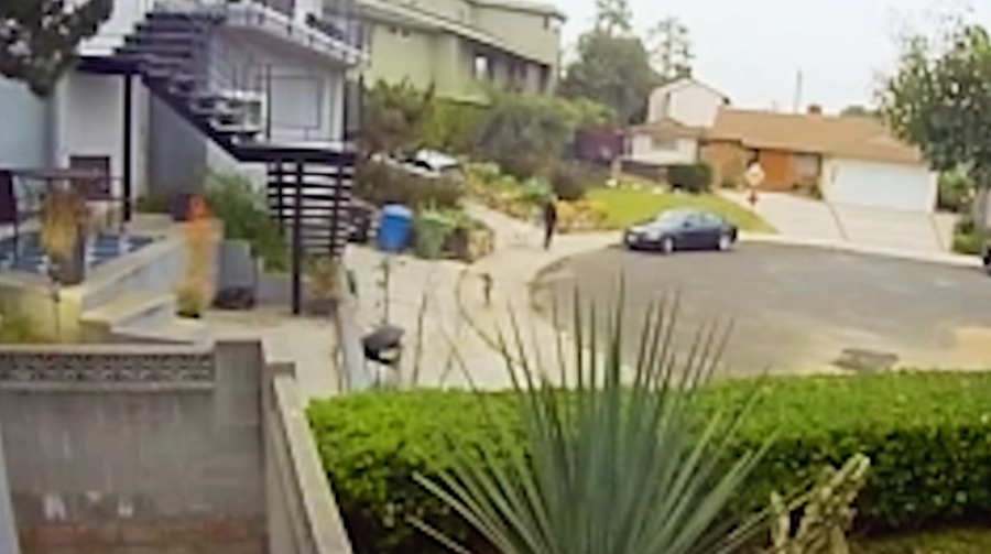 Pack of six coyotes prowling around SoCal neighborhood