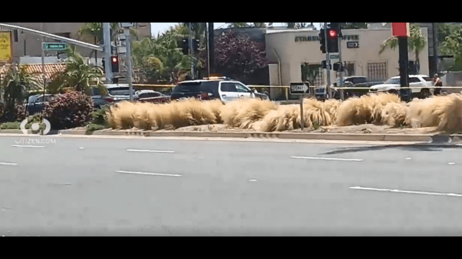 A large portion of the street was cordoned off after a man was found stabbed to death in the Lennox neighborhood on June 18, 2024. (Citizen)