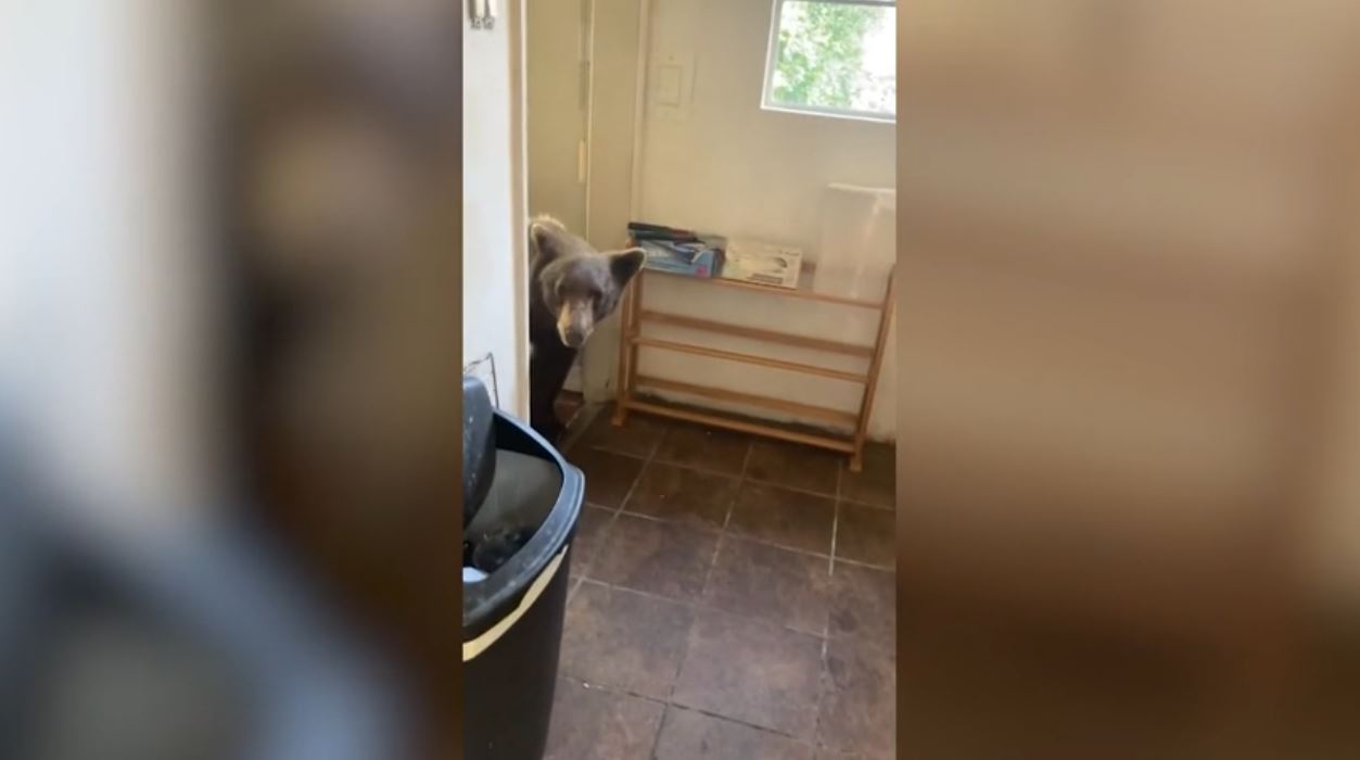 Video captures the moment a bear wanders into a kitchen in Sierra Madre while searching for dinner on June 4, 2024. (Jason Wightman)