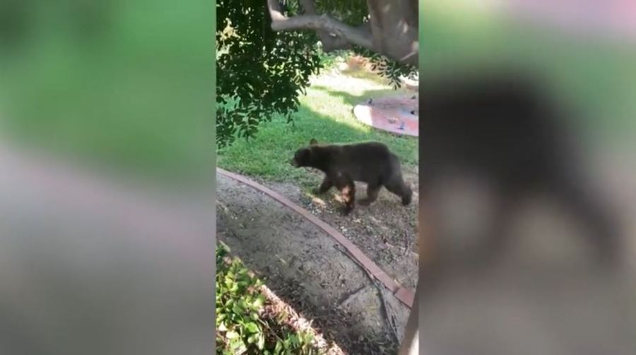 The bear walks in the backyard of a Sierra Madre home while searching for dinner on June 4, 2024. (Jason Wightman)