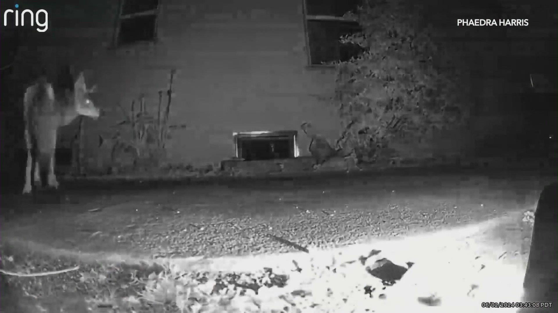 A coyote is seen entering the crawlspace of a Leimert Park home on June 2, 2024. (Phaedra Harris)