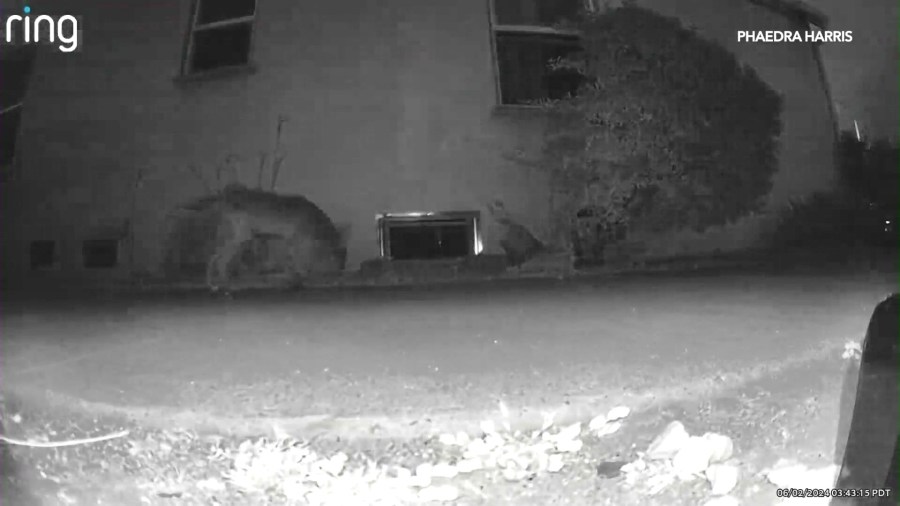 A coyote is seen entering the crawlspace of a Leimert Park home on June 2, 2024. (Phaedra Harris)