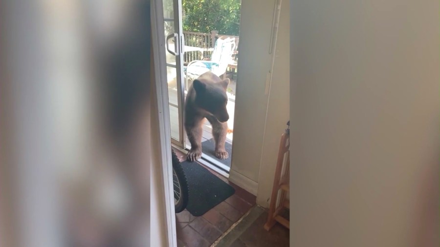 Video captures the moment a bear wanders into a kitchen in Sierra Madre while searching for dinner on June 4, 2024. (Jason Wightman)