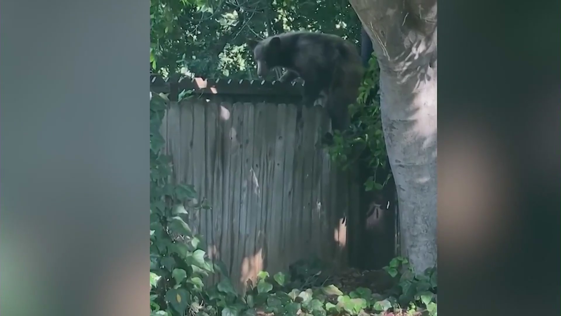 The bear climbs over the fence of a Sierra Madre home while searching for dinner on June 4, 2024. (Jason Wightman)