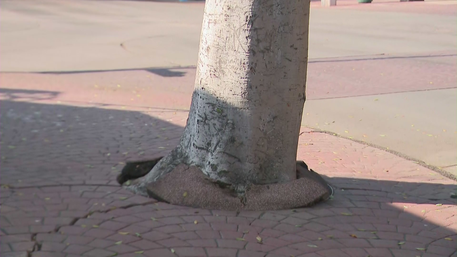 City officials said the trees' large roots are destroying the infrastructure and creating problems for businesses in Uptown Whittier. (KTLA)