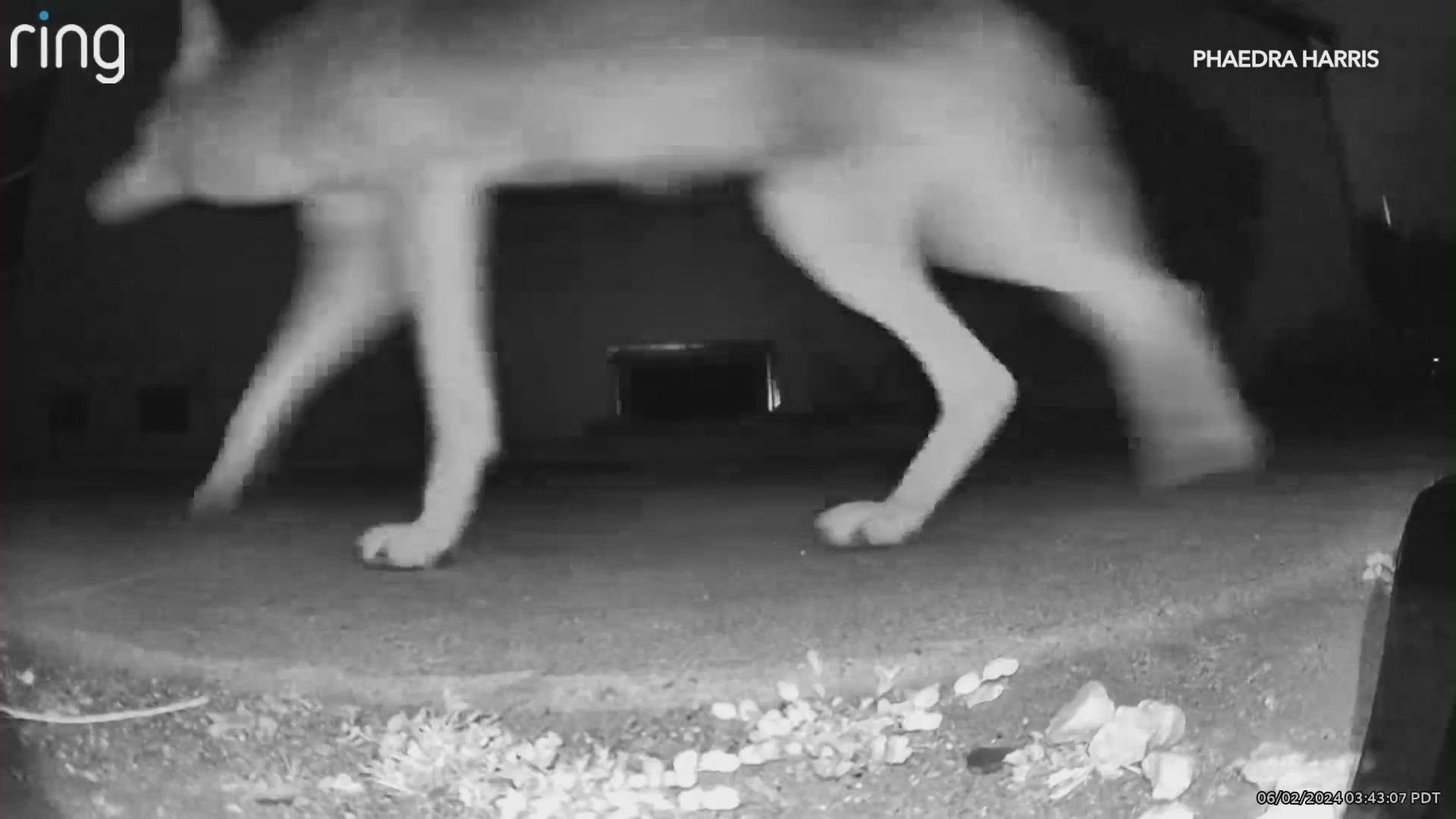 A coyote is seen prowling around a Leimert Park home on June 2, 2024. (Phaedra Harris)