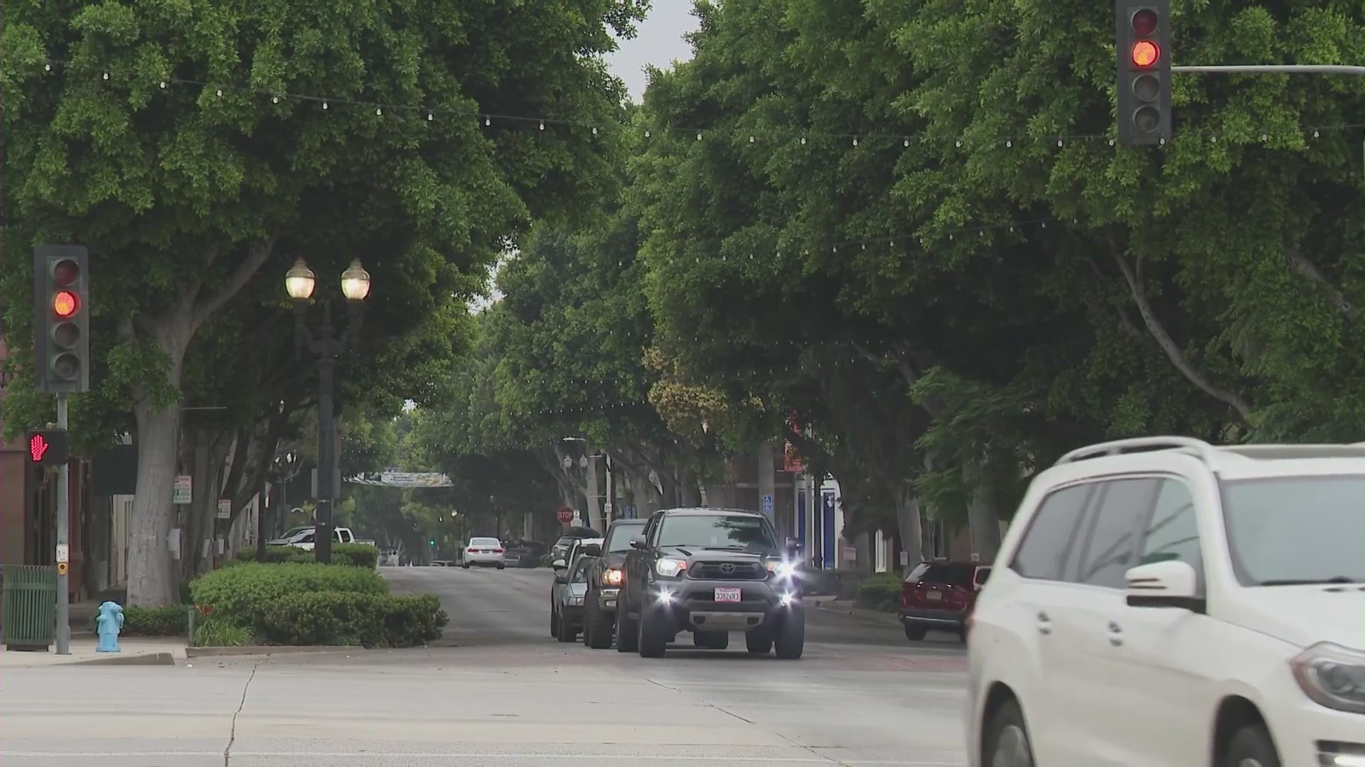 Large ficus trees line Greenleaf Avenue in Uptown Whittier. (KTLA)