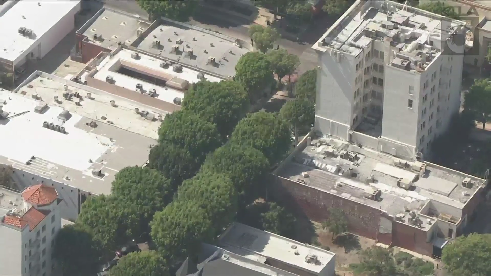 A Sky5 aerial view of the ficus trees in Uptown Whittier. (KTLA)