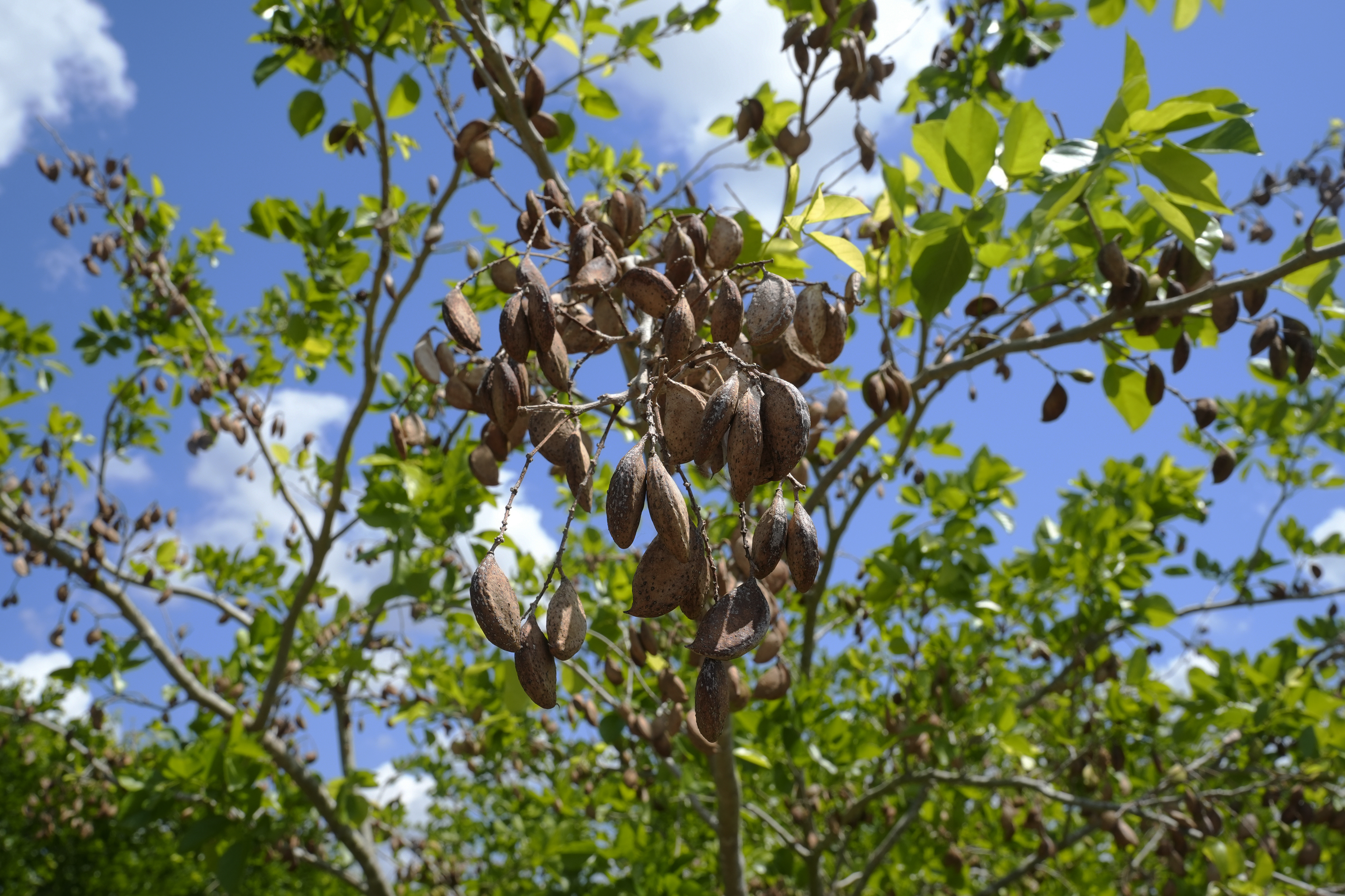 The pods of a pongamia tree are ready to pick at a grove, Thursday, June 6, 2024, in St. Lucie County, Fla. The legume of the pongamia tree produces a plant-based protein high in Omega 9. It also has the potential to produce a sustainable biofuel. (AP Photo/Marta Lavandier)