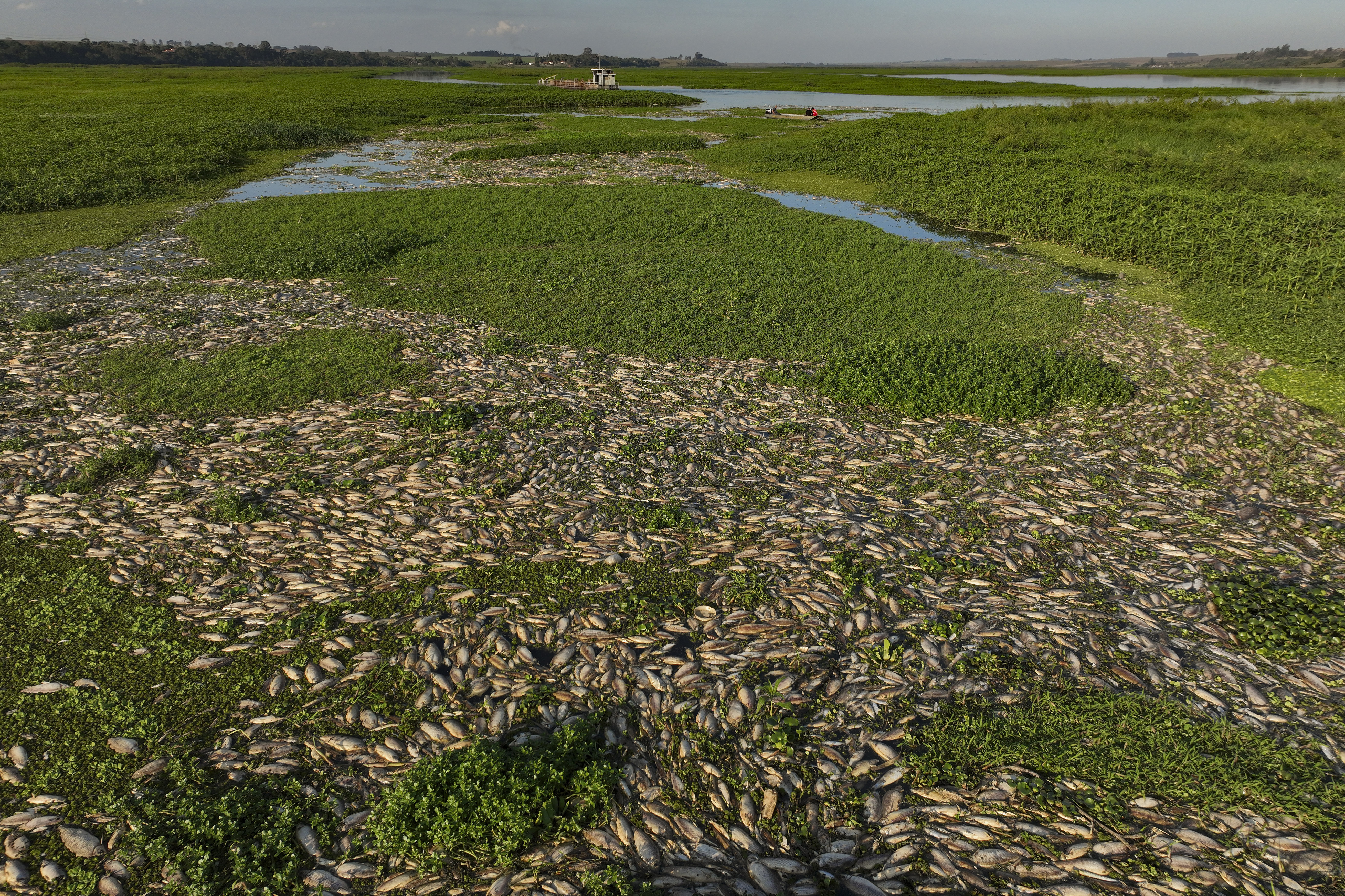 Thousands of dead fish lie on the banks of the Piracicaba River in a rural area of Piracicaba, Sao Paulo state, Brazil, Wednesday, July 17, 2024. The state's environmental agency alleges that the cause of their death is irregular dumping of industrial waste into the river. (AP Photo/Andre Penner)