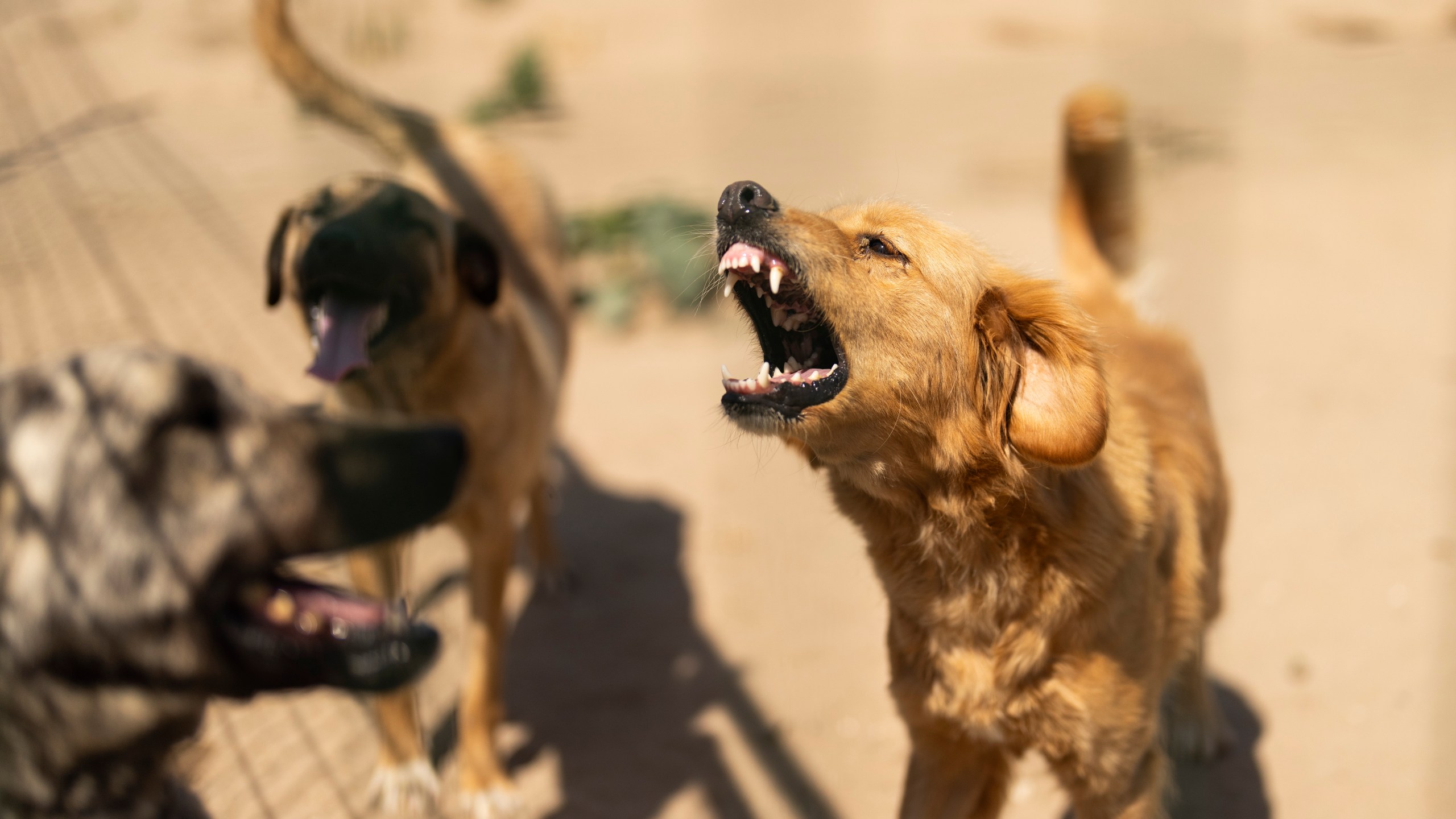 Rescued stray dogs bark at "Mor Pati Dernegi" or Purple Paw association animal shelter in Luleburgaz, Turkey, Tuesday, June 25, 2024. A Turkish parliamentary commission on Wednesday began a tense debate on a bill designed to manage the country's large stray dog population which animal rights advocates fear could result in the widespread killing of the animals. (AP Photo/Francisco Seco)