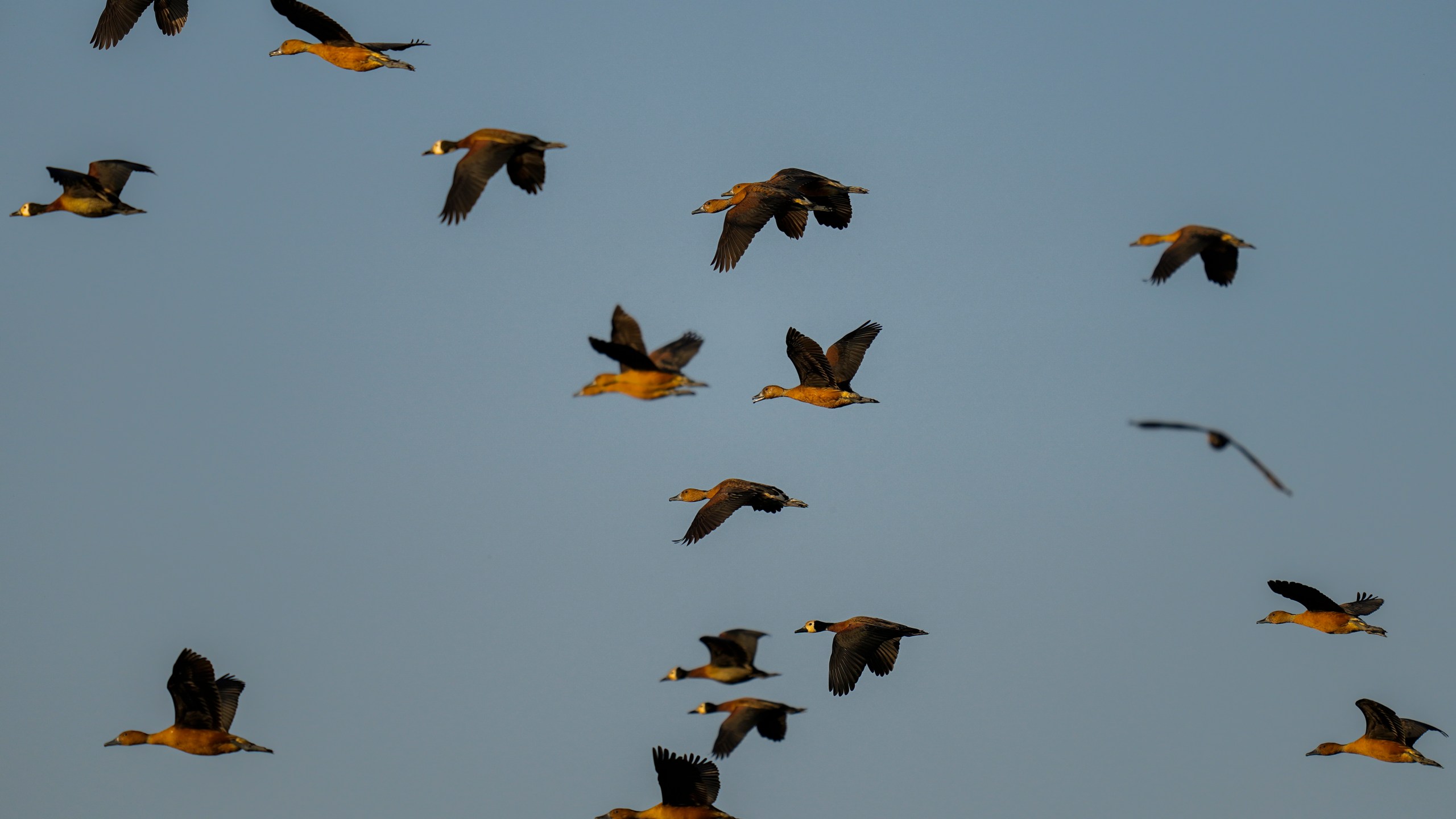 Ducks fly over the Piracicaba River, where thousands of dead fish lie in a rural area of Piracicaba, Sao Paulo state, Brazil, Wednesday, July 17, 2024. The state's environmental agency alleges that the cause of their death is irregular dumping of industrial waste into the river. (AP Photo/Andre Penner)