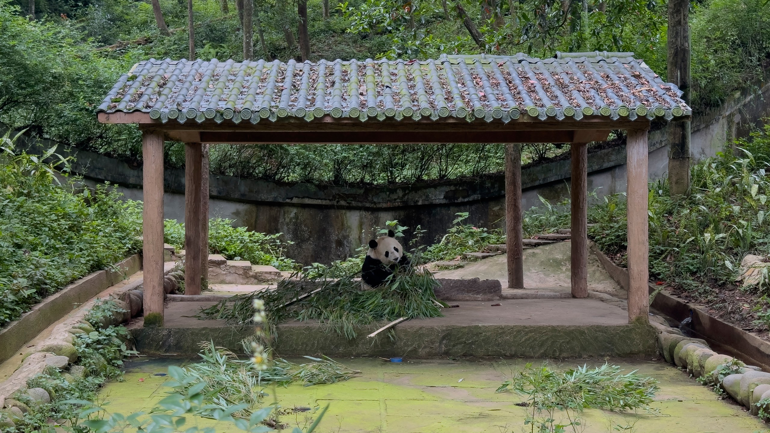 Male Giant Panda, Mei Sheng born in San Diego Zoo (US) in 2003 and returned to China in 2007, eats bamboo under a hut at the Bifengxia Panda Base of the China Conservation and Research Center for the Giant Panda in Ya'an, southwest China's Sichuan Province, Monday, June 12, 2024. (AP Photo/Caroline Chen)