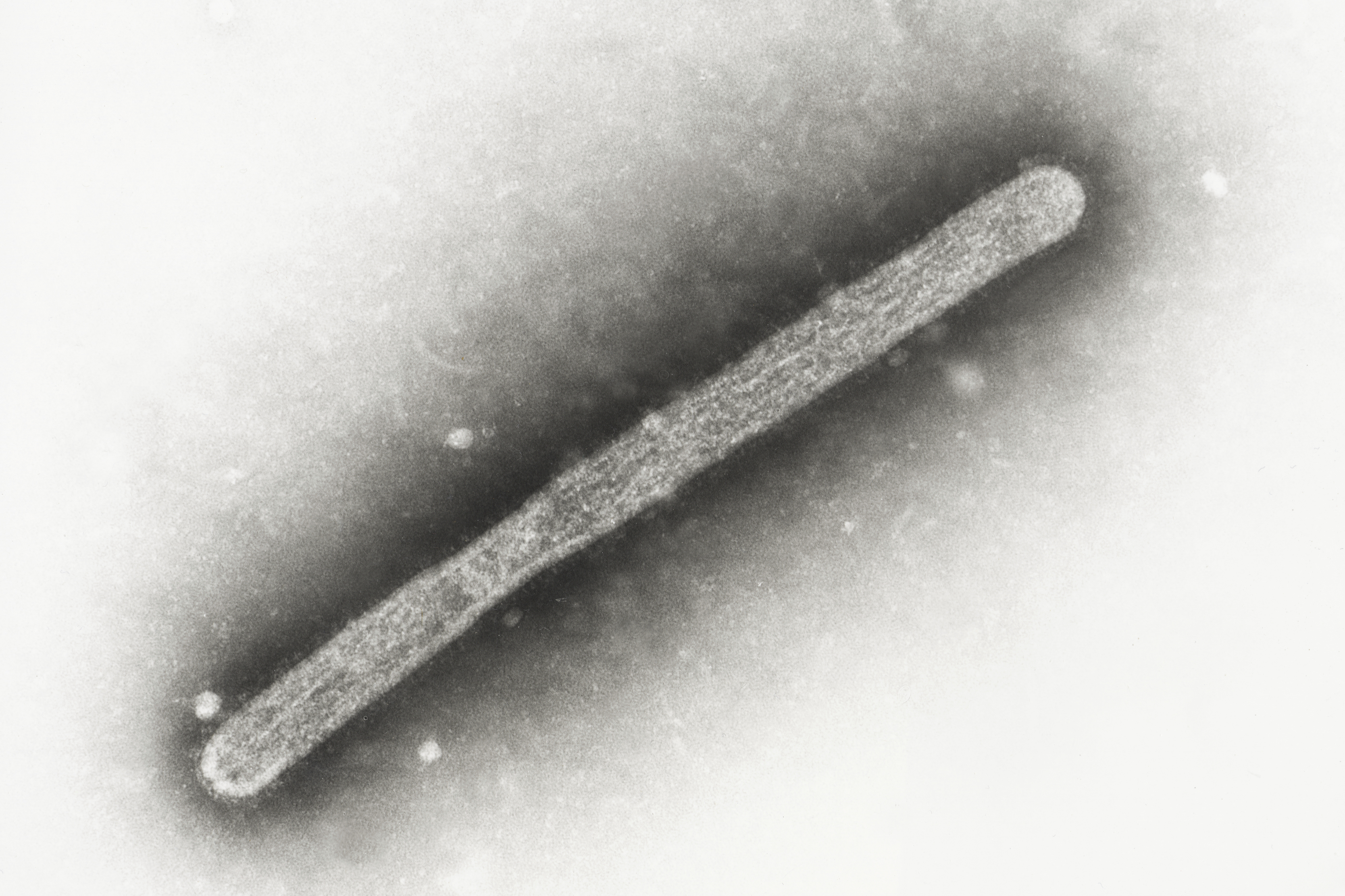 FILE - This 2005 electron microscope image shows an avian influenza A H5N1 virion. (Cynthia Goldsmith, Jackie Katz/CDC via AP, File)