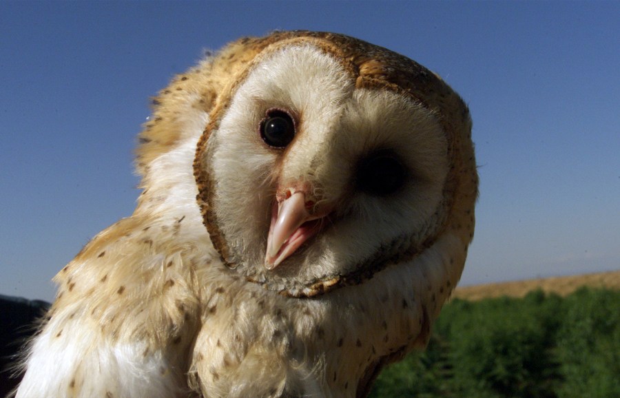 Barn Owl