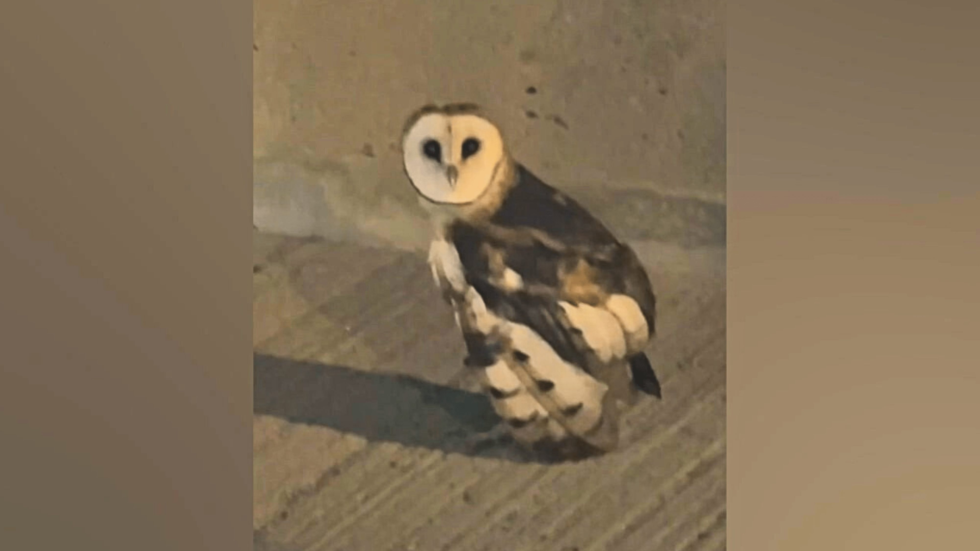 Barn Owl Henry