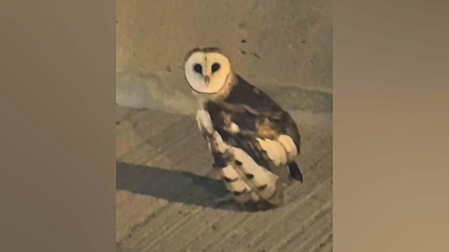 Henry spots an injured owl in Yorba Linda