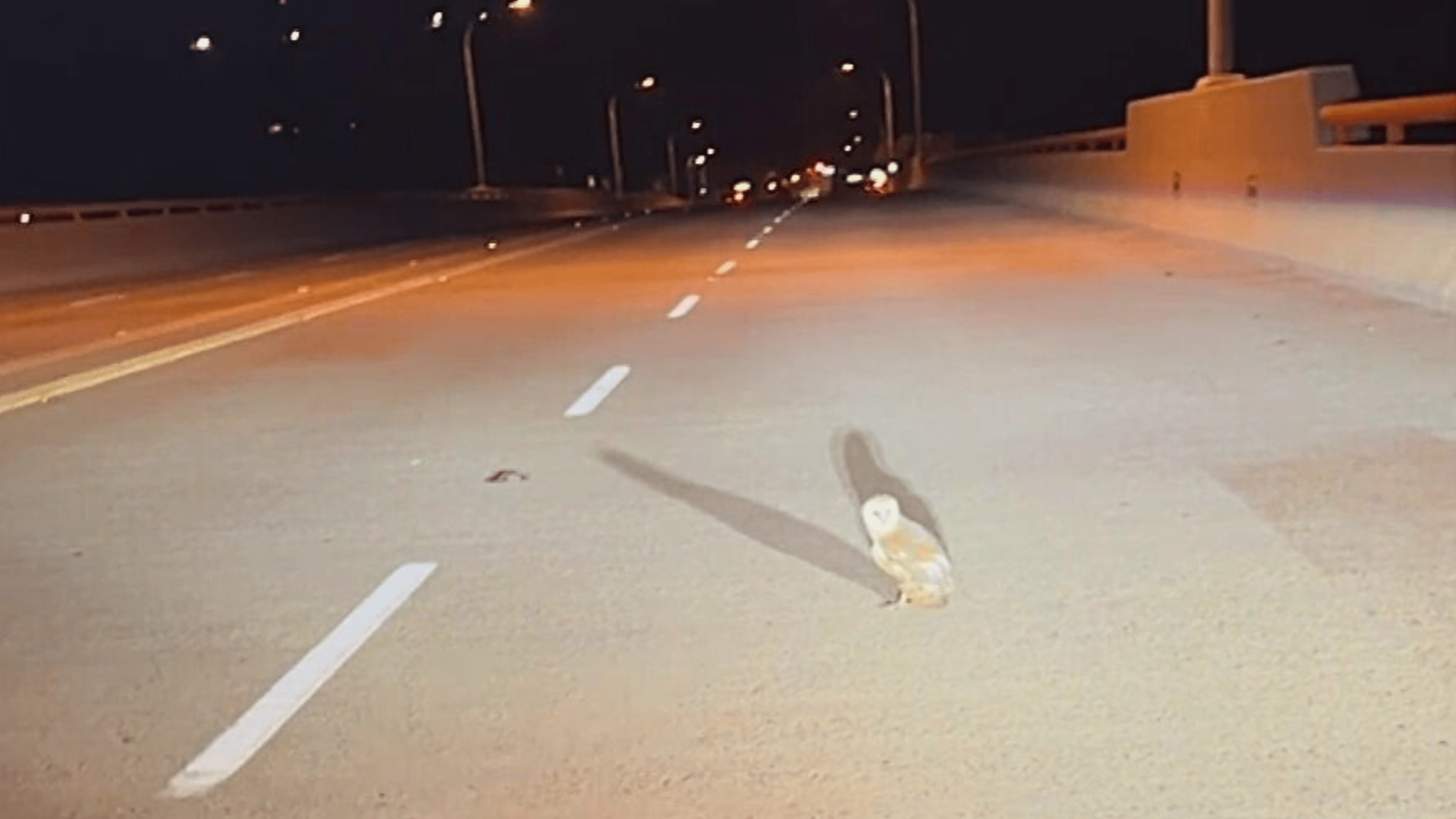 Henry spots an injured owl in Yorba Linda