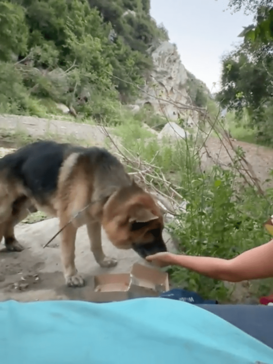 Viewer image shows the German shepherd resting as they await rescuers in Malibu Canyon on July 3, 2024.