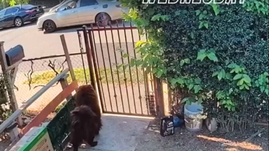 A suspect in a gold/beige sedan is seen throwing a lit firework at a dog in Santa Ana over July 4 weekend. (Santa Ana Police Department)