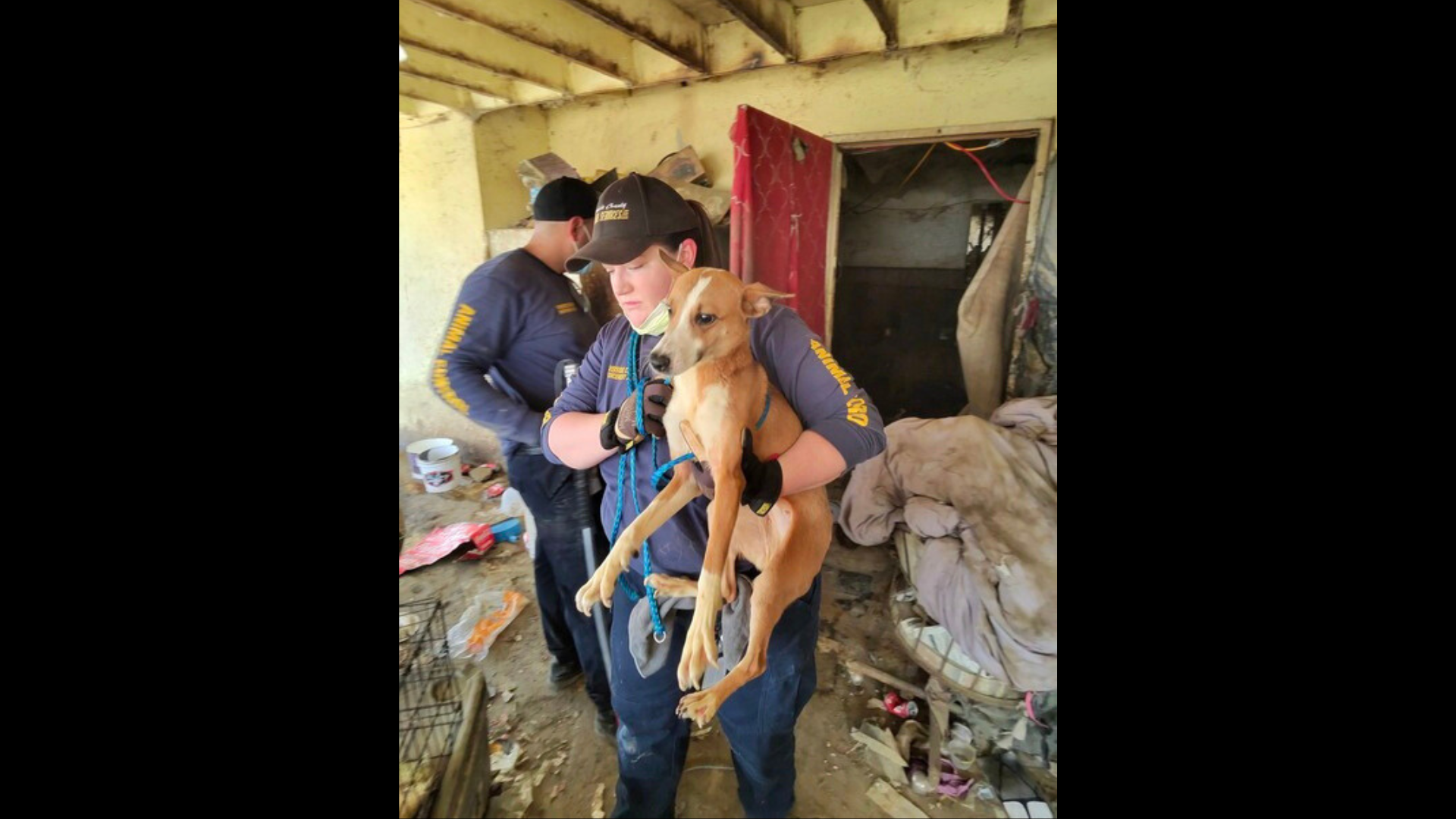 Animal service officials raided a hoarder house in Riverside County where over 40 dogs were discovered inside on July 11, 2024. (Riverside County Animal Services)