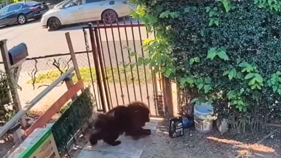 A suspect in a gold/beige sedan is seen throwing a lit firework at a dog in Santa Ana over July 4 weekend. (Santa Ana Police Department)