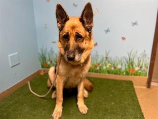 The DACC website shows this German shepherd that was found with zip ties around its neck and muzzle on July 3, 2024. (Los Angeles Department of Animal Care and Control)