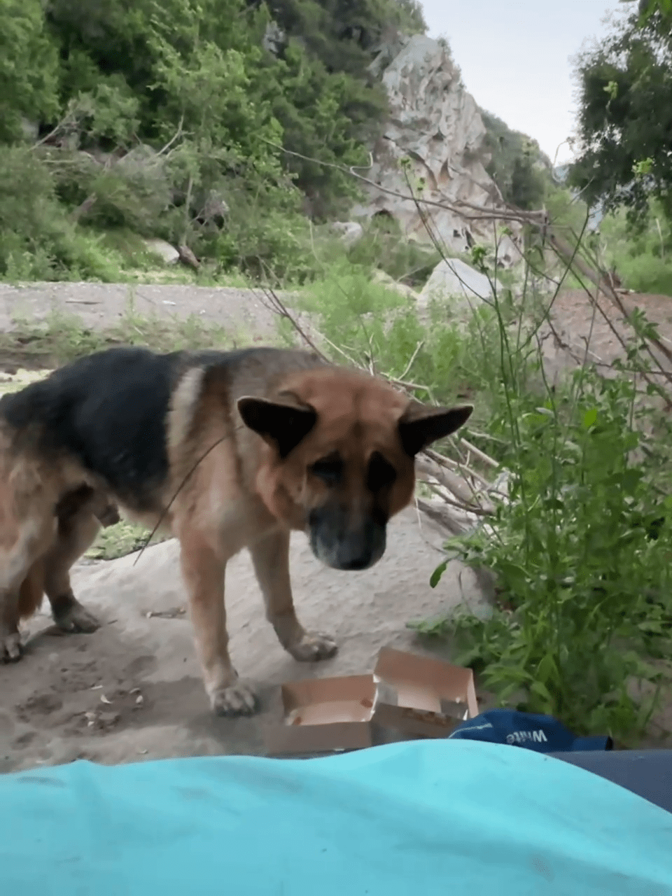 Viewer image shows the German shepherd resting as they await rescuers in Malibu Canyon on July 3, 2024.