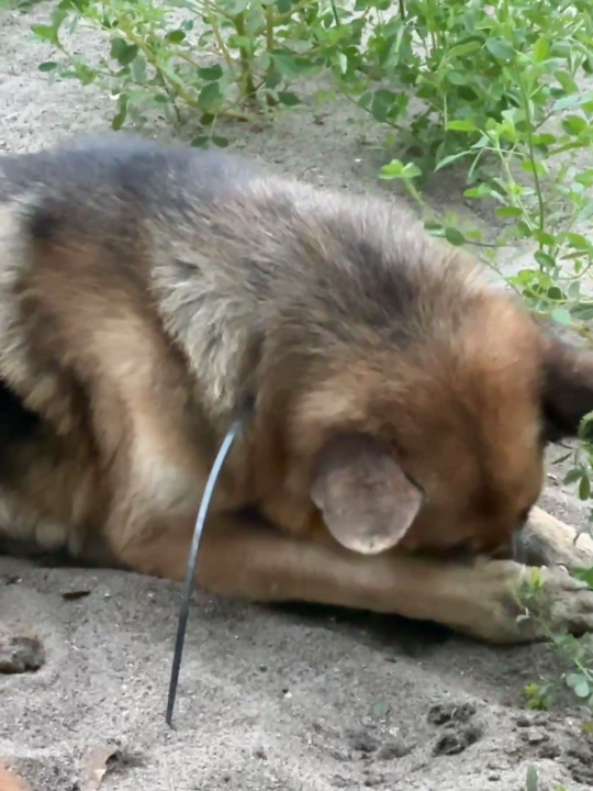 Photos shared by Jonathan Manaoat show the German shepherd resting as they await rescuers in Malibu Canyon on July 3, 2024. (Jonathan Manaoat)