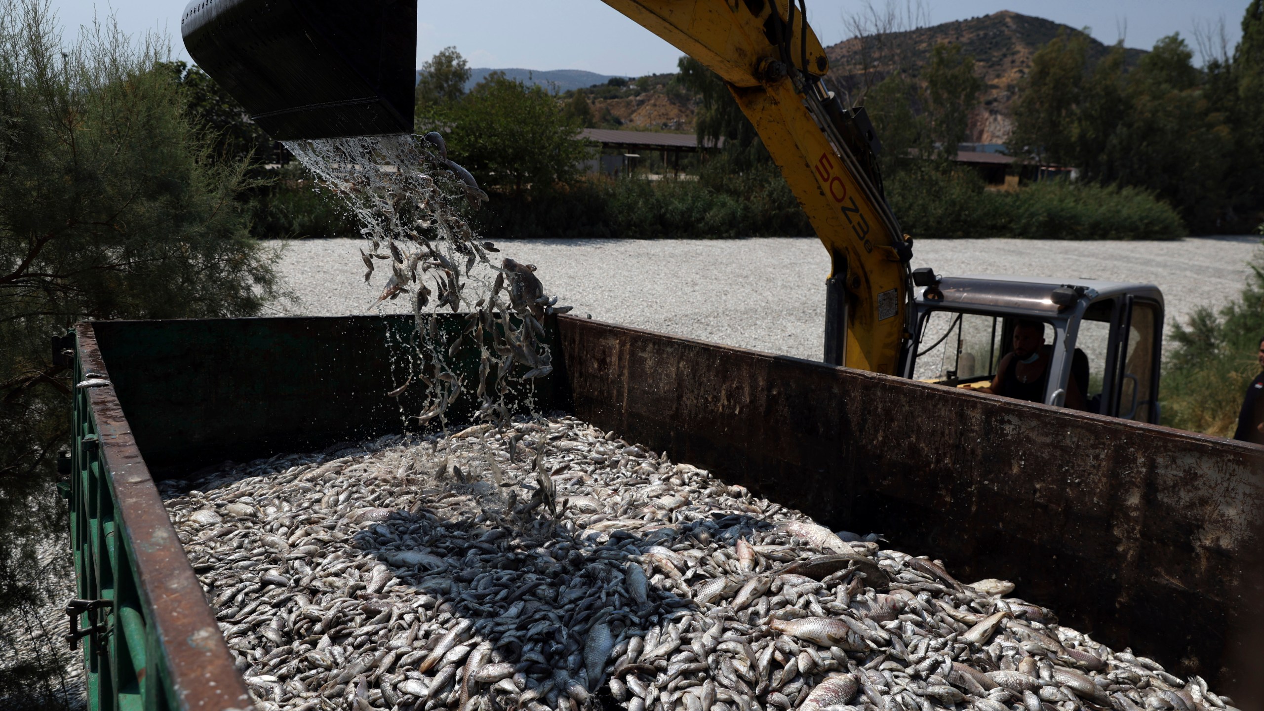 A bulldozer collects dead fish from a river near the port city of Volos, central Greece, Thursday, Aug. 29, 2024, following a mass die-off linked to extreme climate fluctuations. (AP Photo/Vaggelis Kousioras)