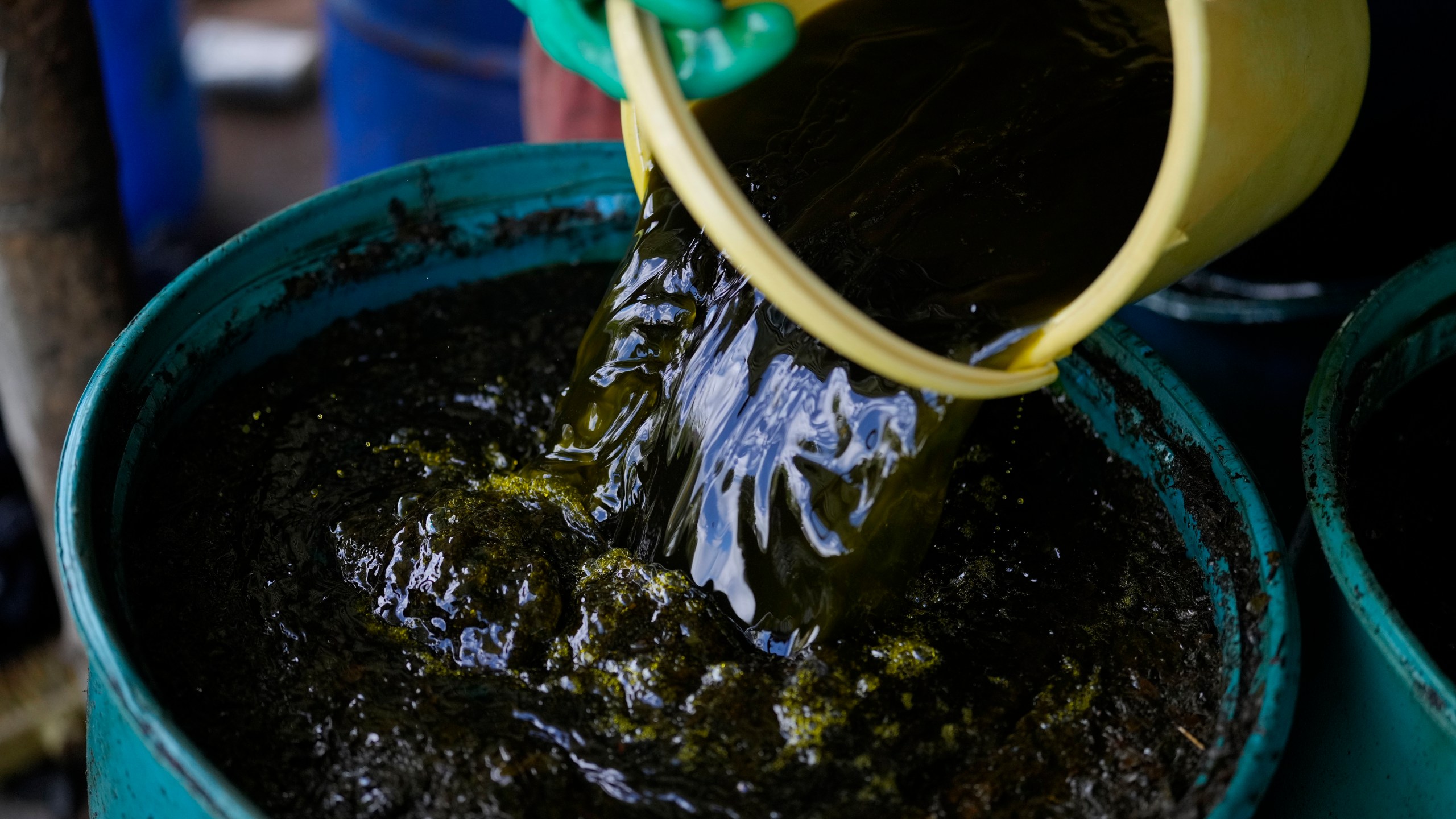 A farm laborer pours mulched coca leaves into a bucket mixed with solvents and chemicals as part of the process in making a coca base, in the hillsides of the Micay Canyon, southwestern Colombia, Tuesday, Aug. 13, 2024. The Micay Canyon connects the Andes Mountains and the Pacific Ocean, serving as a corridor for drug and weapons trafficking. (AP Photo/Fernando Vergara)