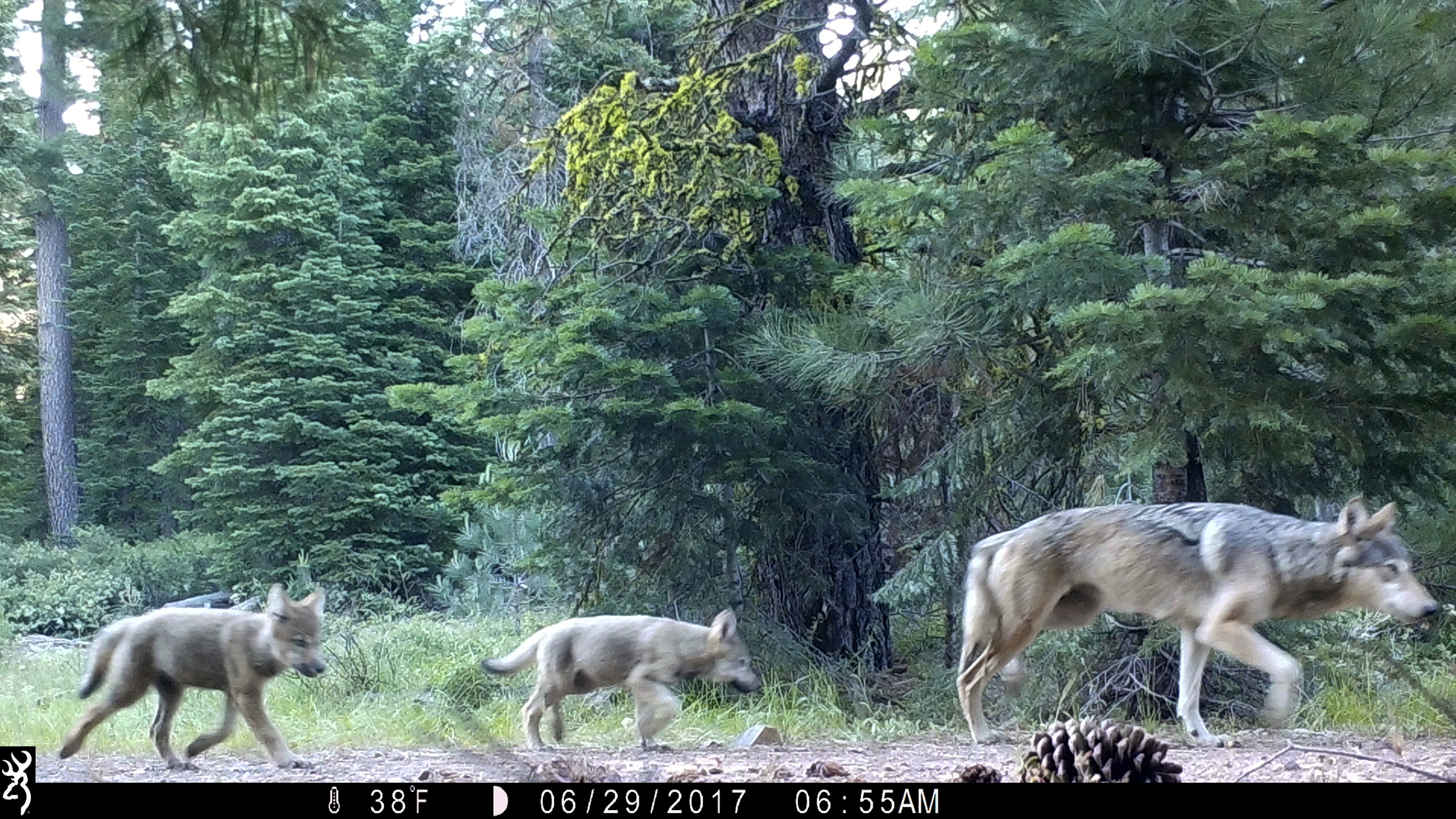 FILE - This remote camera image provided by the U.S. Forest Service shows a female gray wolf and two of the three pups born in 2017 in the wilds of Lassen National Forest in northern California on June 29, 2017. (U.S. Forest Service via AP, File)