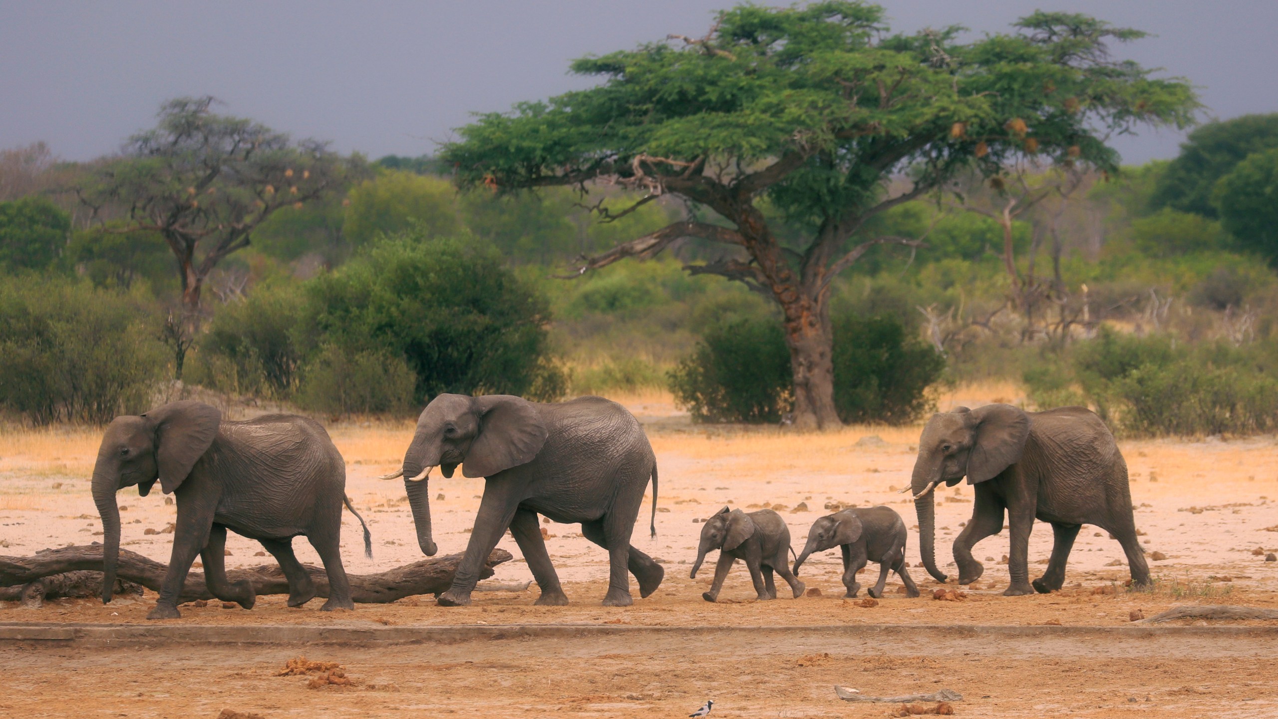 FILE — A herd of elephants make their way through the Hwange National Park, Zimbabwe, in search of water, on Nov. 10, 2019. (AP Photo, File)