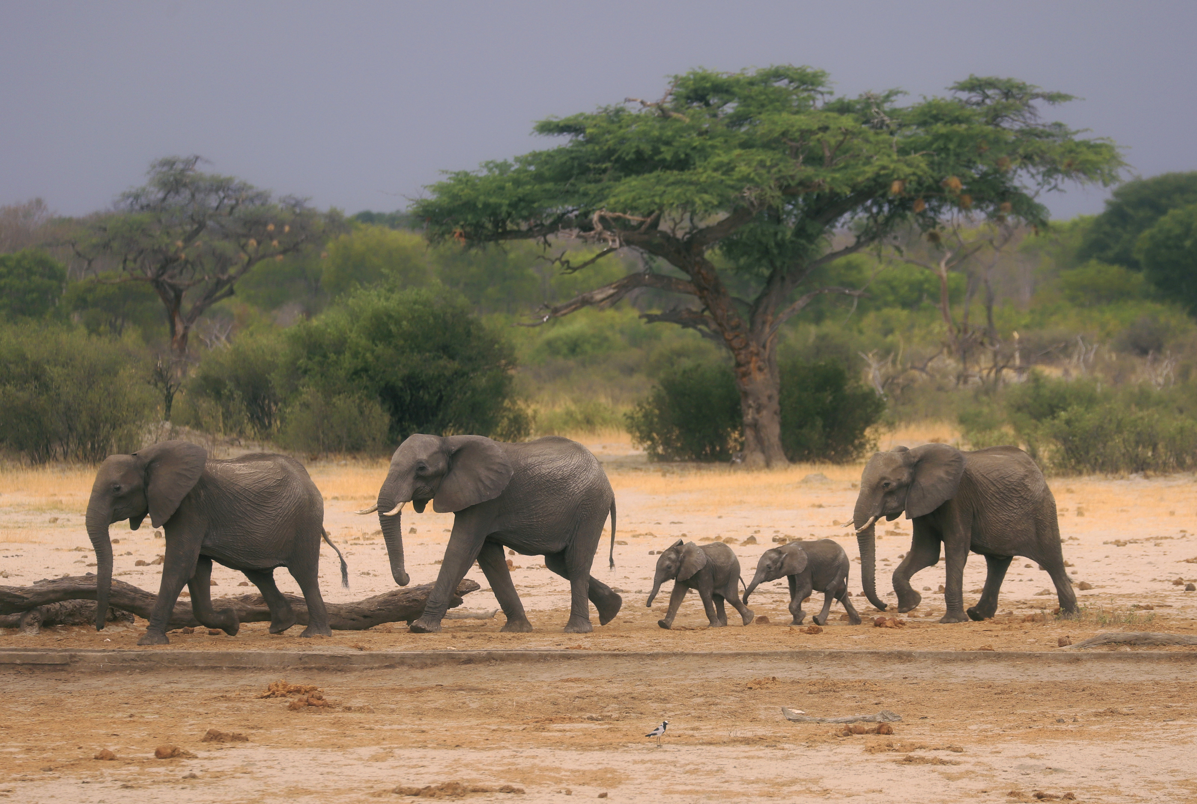 FILE — A herd of elephants make their way through the Hwange National Park, Zimbabwe, in search of water, on Nov. 10, 2019. (AP Photo, File)