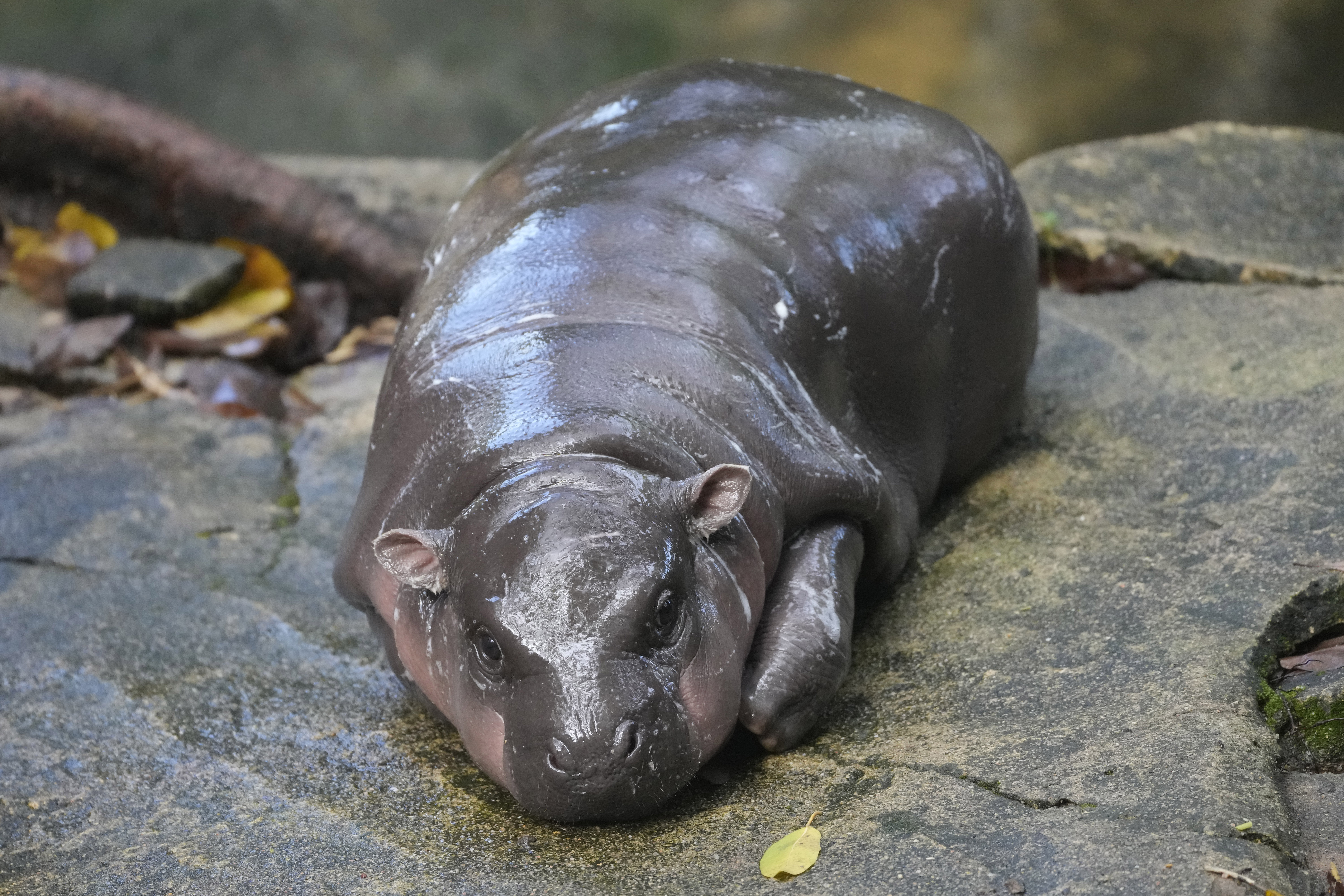 Two-month-old baby hippo Moo Deng lays down on the ground at the Khao Kheow Open Zoo in Chonburi province, Thailand, Thursday, Sept. 19, 2024. (AP Photo/Sakchai Lalit)