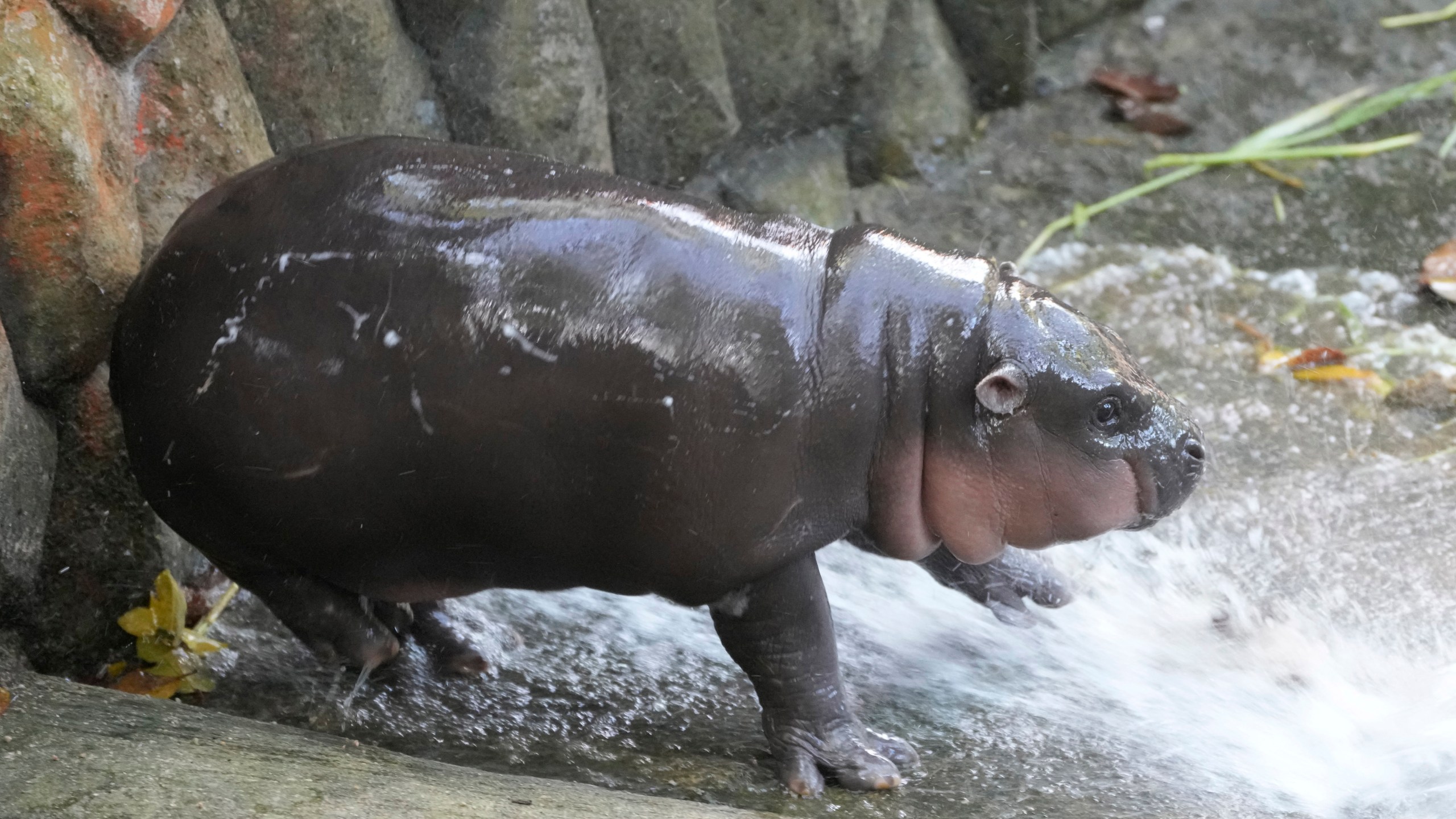 Two-month-old baby hippo Moo Deng plays with water from a zookeeper at the Khao Kheow Open Zoo in Chonburi province, Thailand, Thursday, Sept. 19, 2024. (AP Photo/Sakchai Lalit)