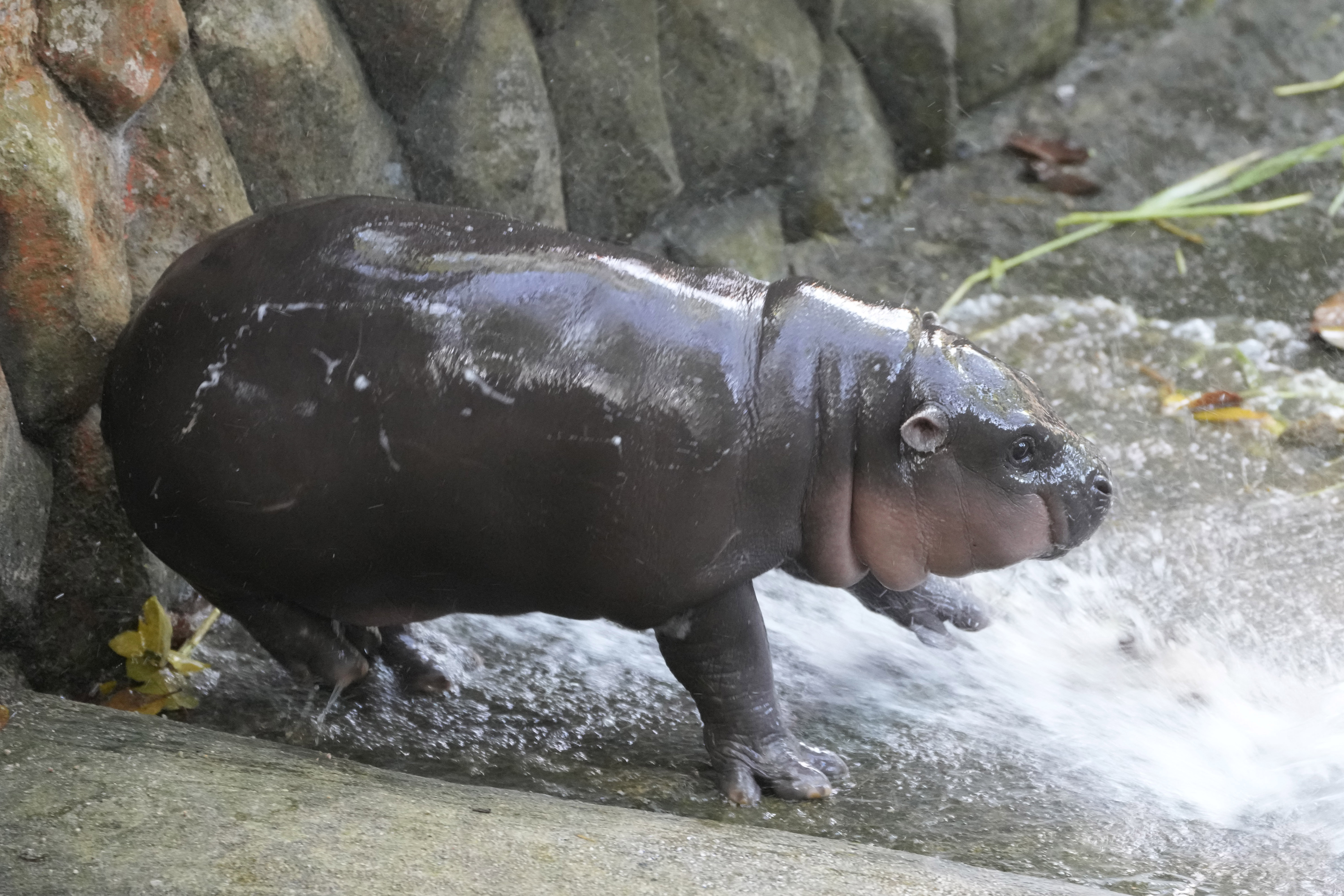 Two-month-old baby hippo Moo Deng plays with water from a zookeeper at the Khao Kheow Open Zoo in Chonburi province, Thailand, Thursday, Sept. 19, 2024. (AP Photo/Sakchai Lalit)