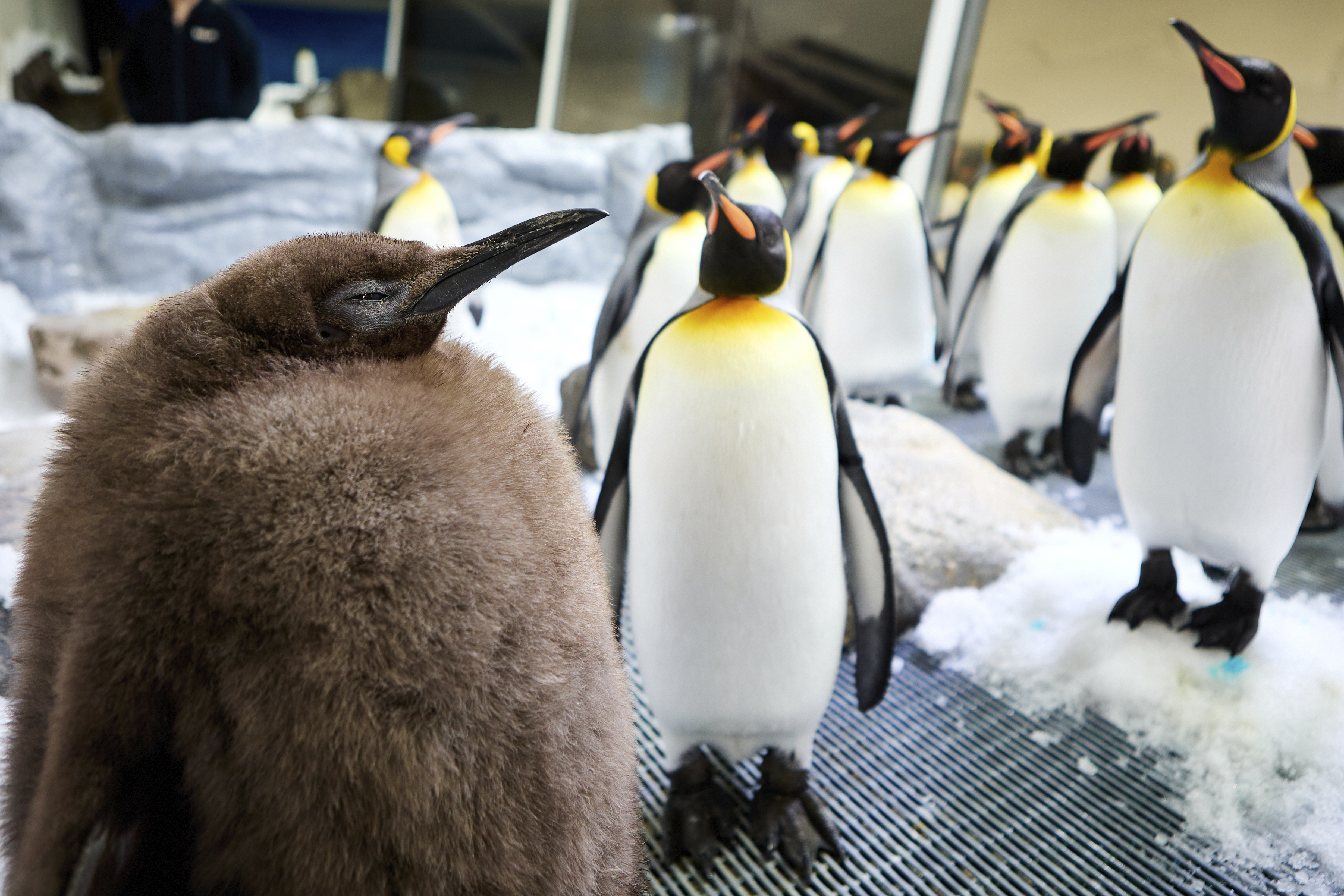 In this photograph provided by SEA LIFE Melbourne, Pesto, a huge king penguin chick who weighs as much as both his parents combined, mingles in his enclosure at Australia's Sea Life Melbourne Aquarium, Sept. 3, 2024, and has become a social media celebrity and a star attraction at the aquarium. (SEA LIFE Melbourne via AP)