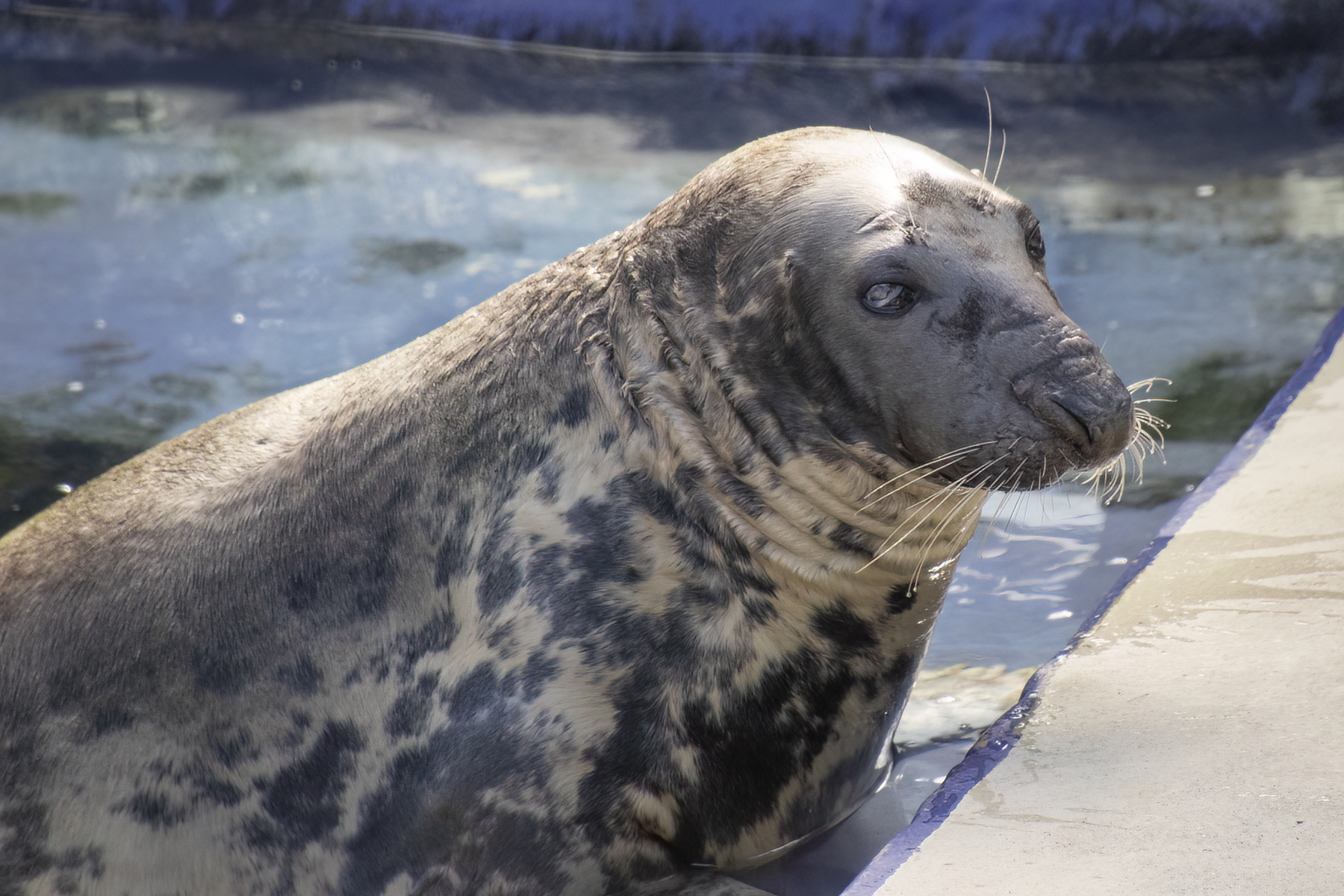 In this undated image made available by Cornish Seal Sanctuary shows Sheba the seal at the Cornish Seal Sanctuary in Gweek, south west England. (Barry Williams/Cornish Seal Sanctuary via AP)