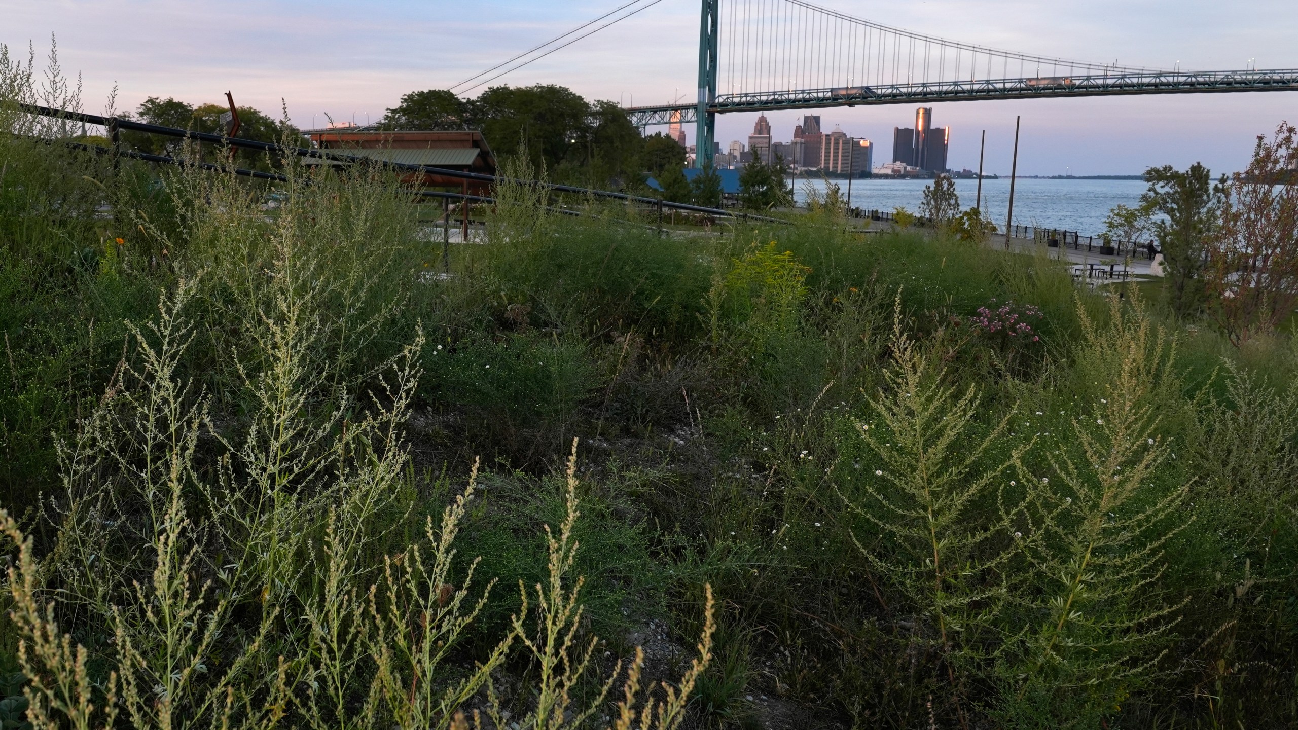 A meadow is visible at Riverside Park in Detroit, Tuesday, Sept. 10, 2024. (AP Photo/Paul Sancya)