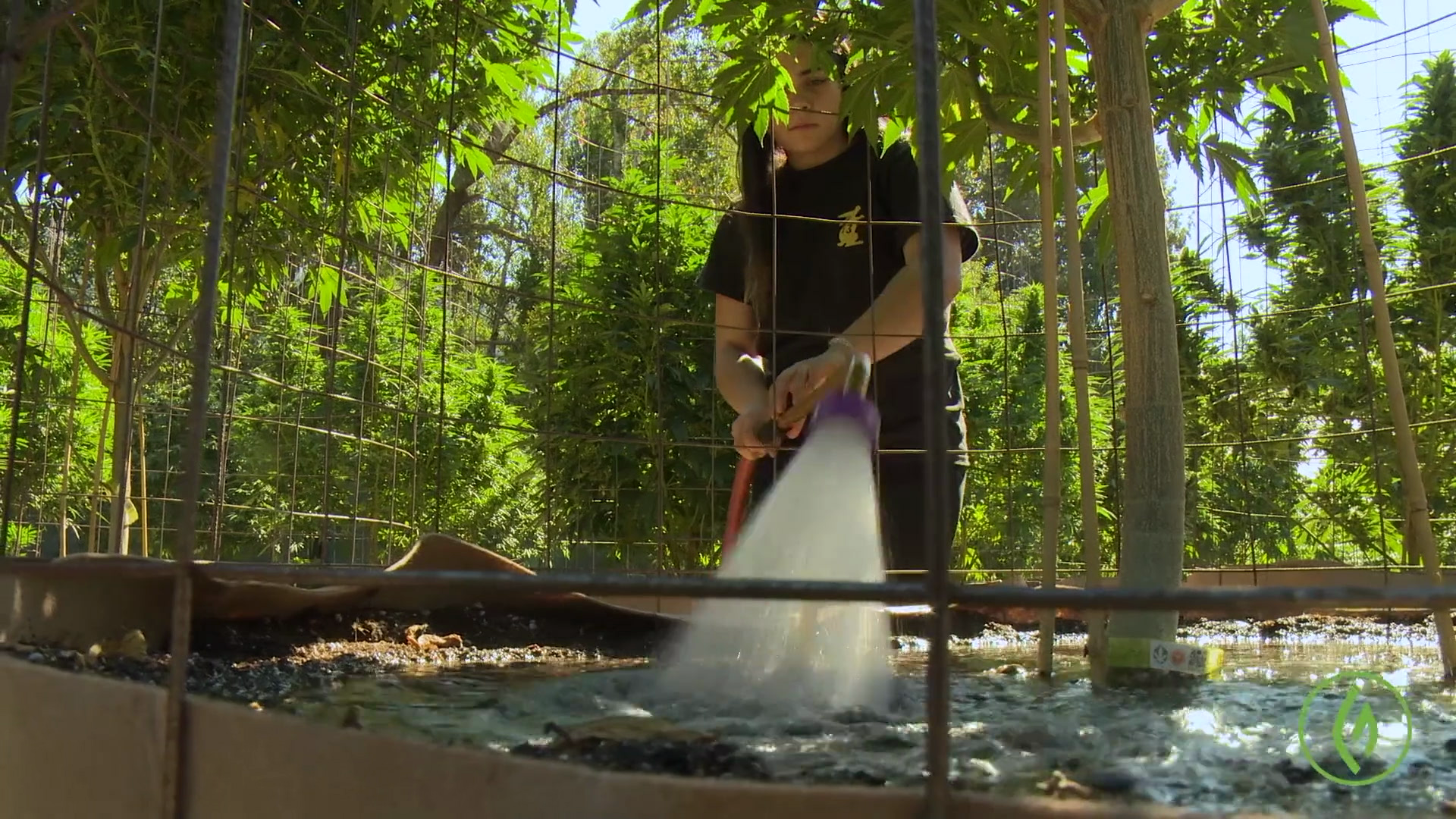 A worker waters a cannabis plant as seen in a screenshot from an instructional video by Green Flower.