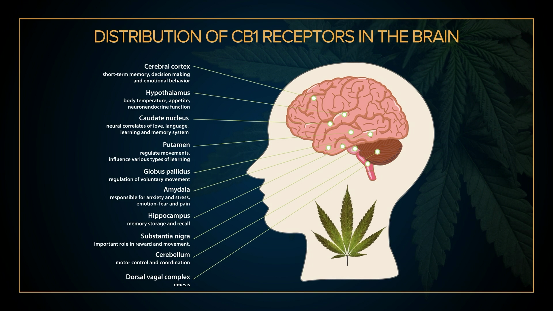 A screenshot from an instructional video from Green Flower that is used in its Cannabis Healthcare and Medicine Certificate program.