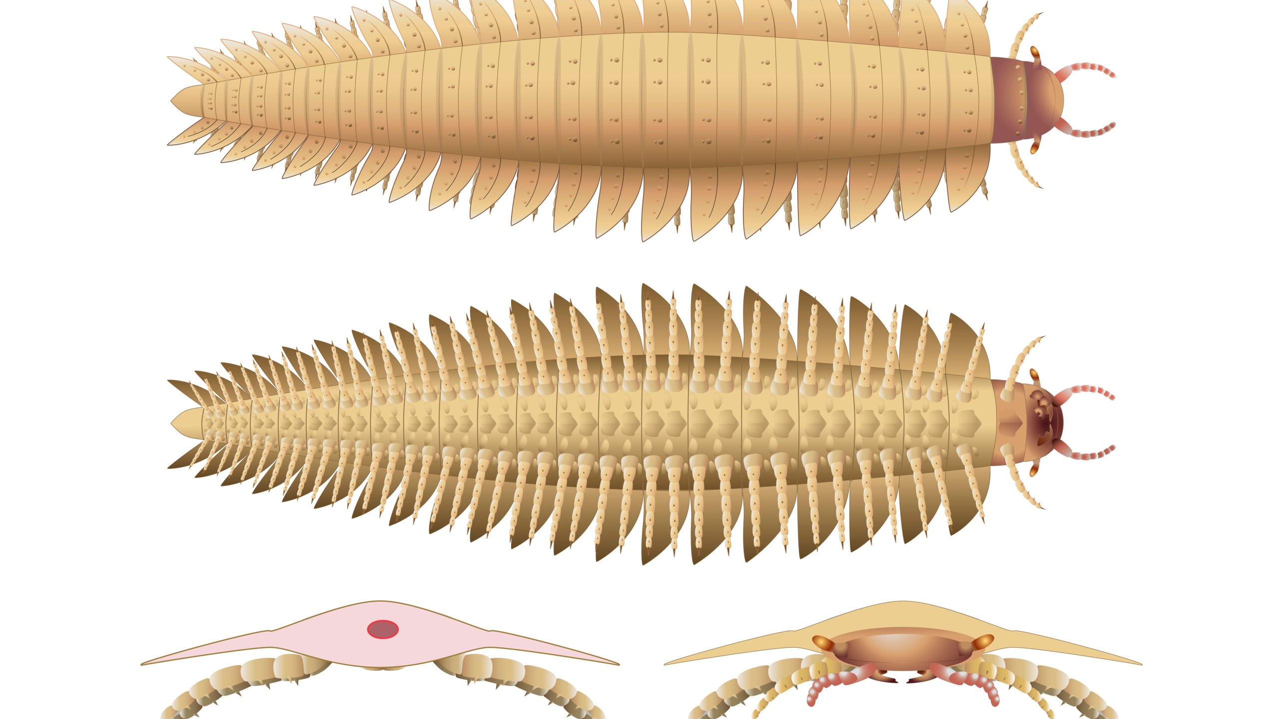 This illustration provided by researchers in October 2024 depicts a juvenile Arthropleura insect reconstructed using fossils discovered in Montceau-les-Mines, France. (Mickaël Lhéritier, Jean Vannier, Alexandra Giupponi via AP)