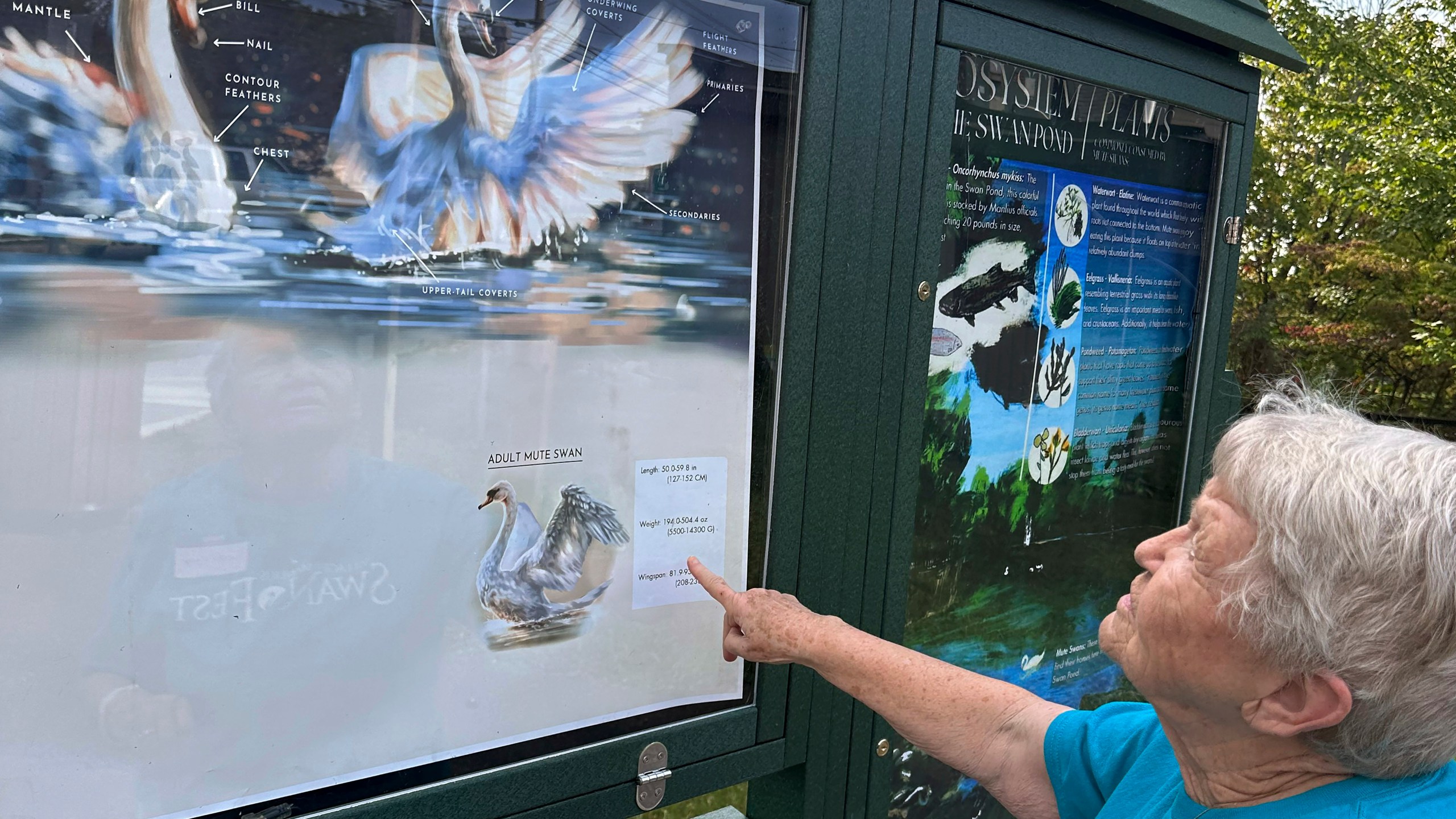 Martha Ballard Lacy, 89, of Manlius, N.Y., looks at a display about mute swans at Manlius Swan Pond, in Manlius, N.Y., Sept. 17, 2024. (AP Photo/Carolyn Thompson)