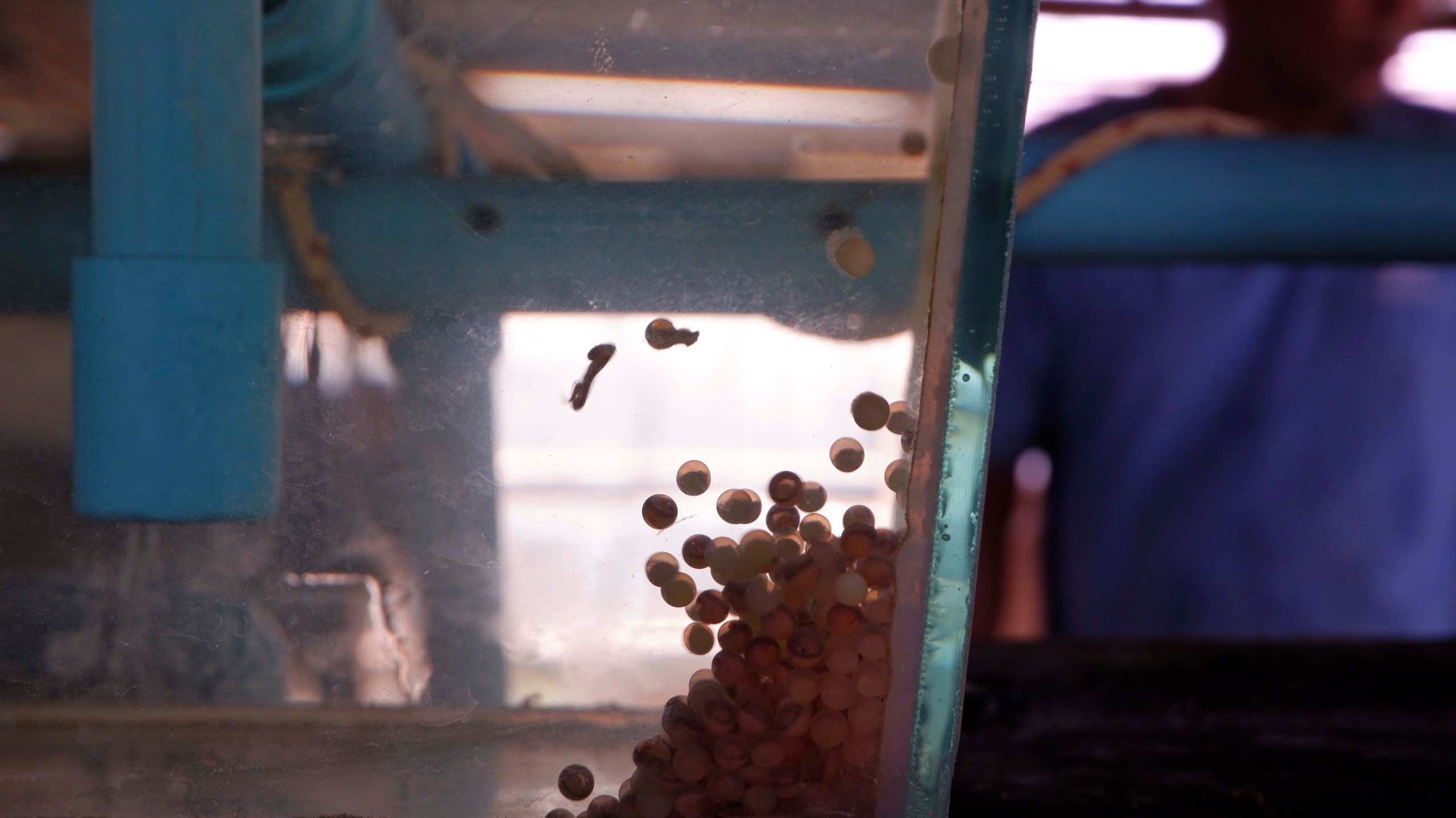 Eel eggs float in a tank raised by eel farmer in Kampong Chhnang province, Cambodia, Wednesday, July 31, 2024. (AP Photo/Aniruddha Ghosal)