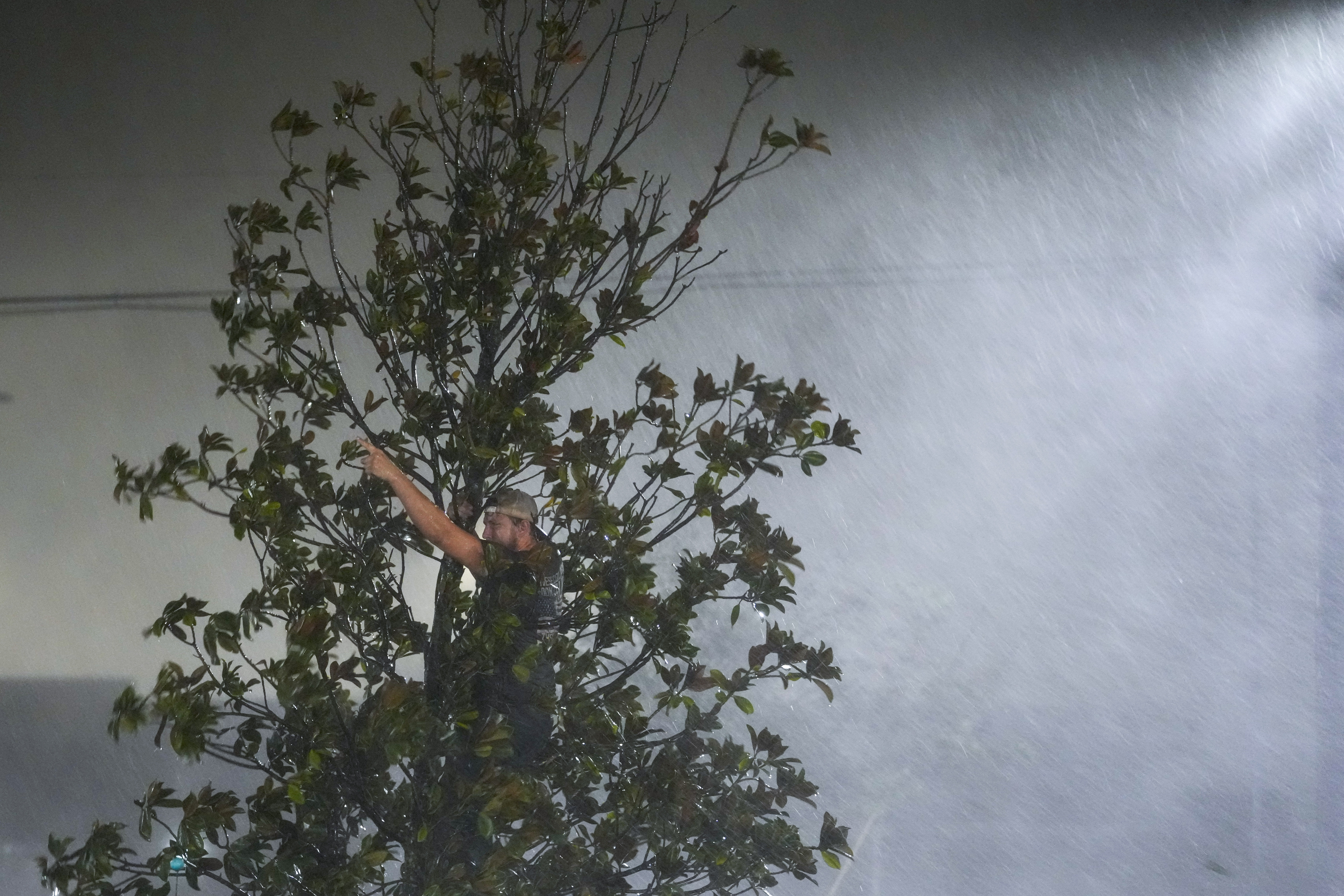 Chris Nation, of Commerce, Ga., climbs a tree and gestures while hanging out with coworkers outside the hotel where they are riding out Hurricane Milton, Wednesday, Oct. 9, 2024, in Tampa, Fla. Nation, who works for a towing company, was deployed with colleagues to Florida to aid in the aftermath of the storm. (AP Photo/Julio Cortez)