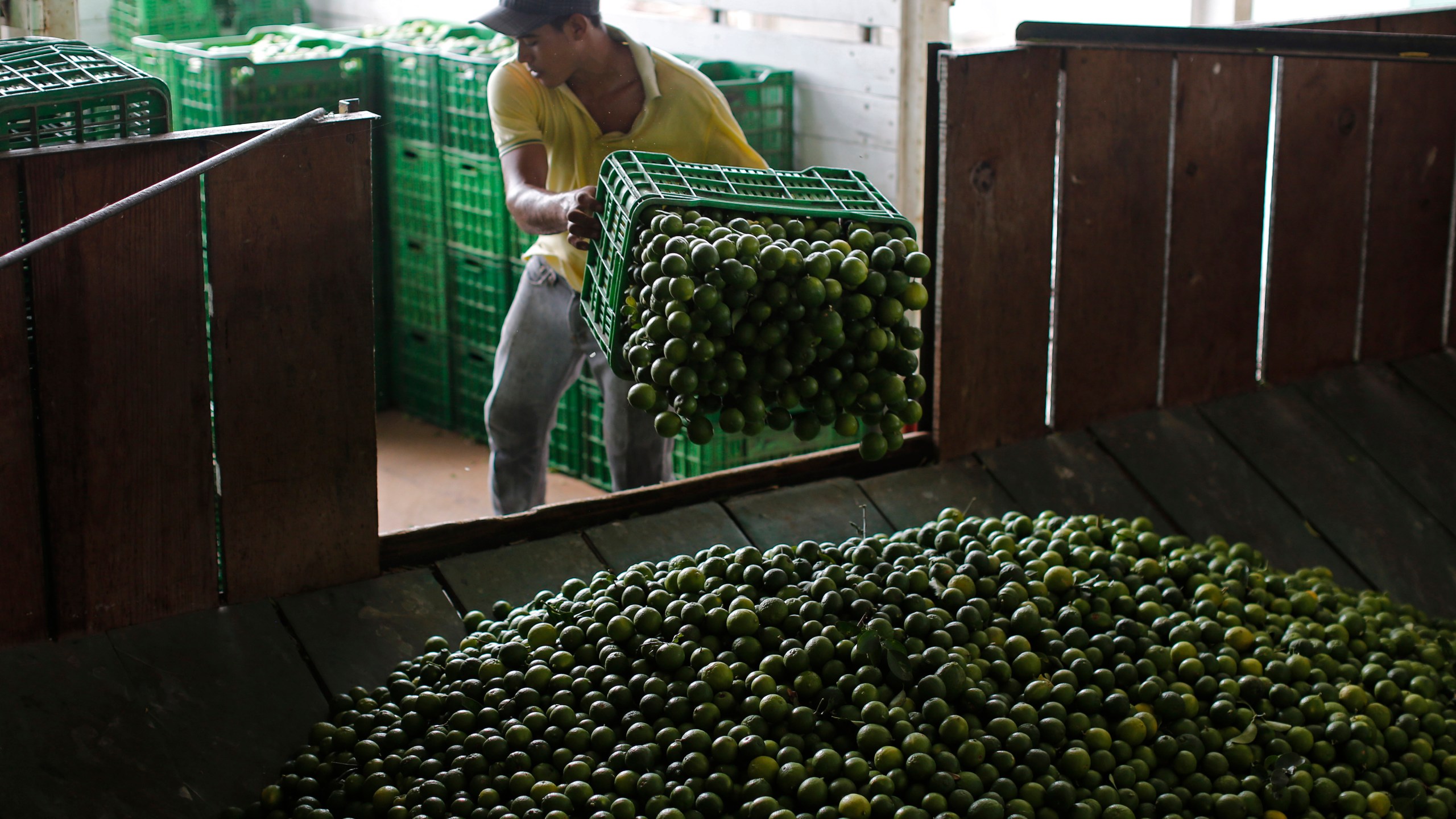 FILE - A worker unloads a truck-full of Mexican limes at a citrus packing plant in La Ruana, in the state of Michoacan, Mexico, Nov. 6, 2023. (AP Photo/Dario Lopez-Mills, File)